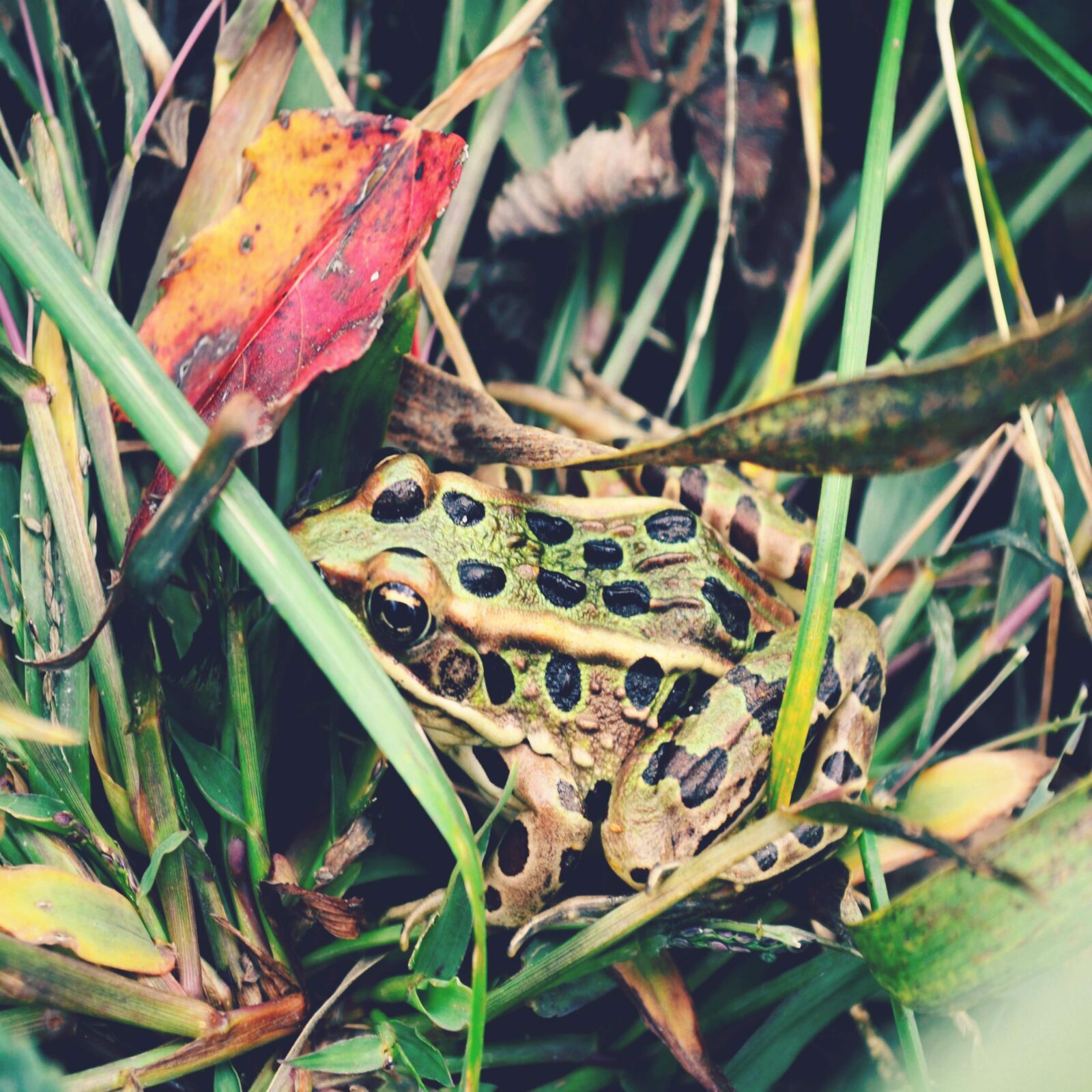 Nikon D3100 sample photo. Frog, animal, amphibian photography