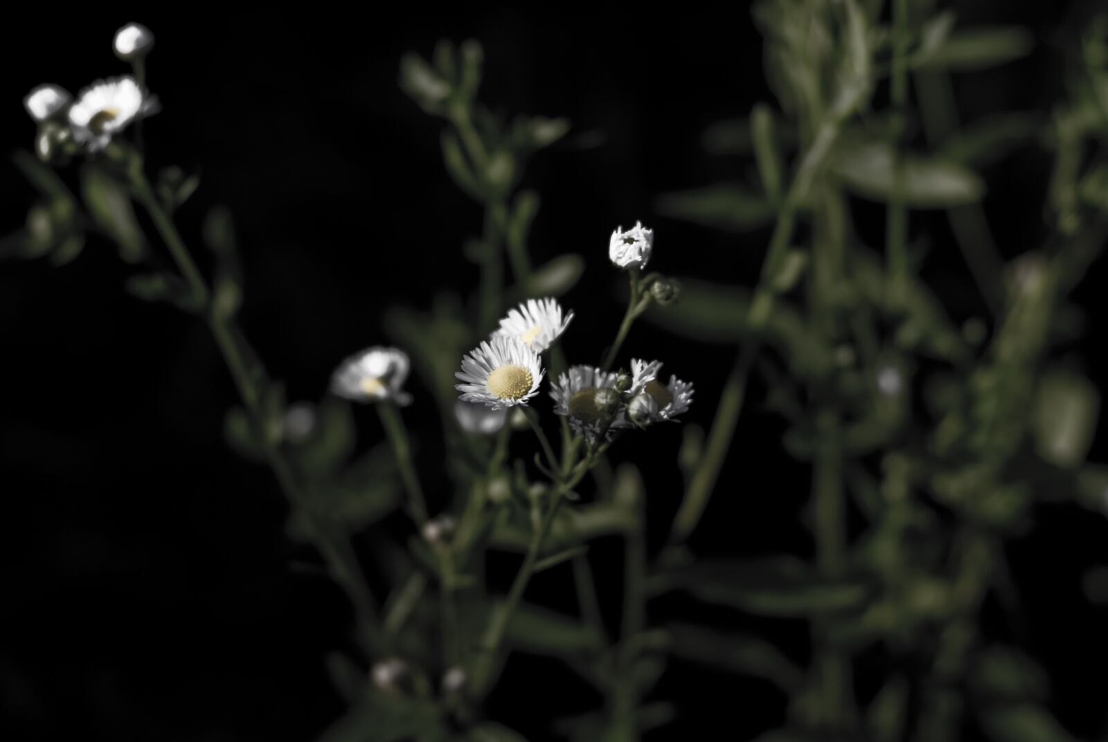Nikon D200 sample photo. Blossom, bloom, fauna photography