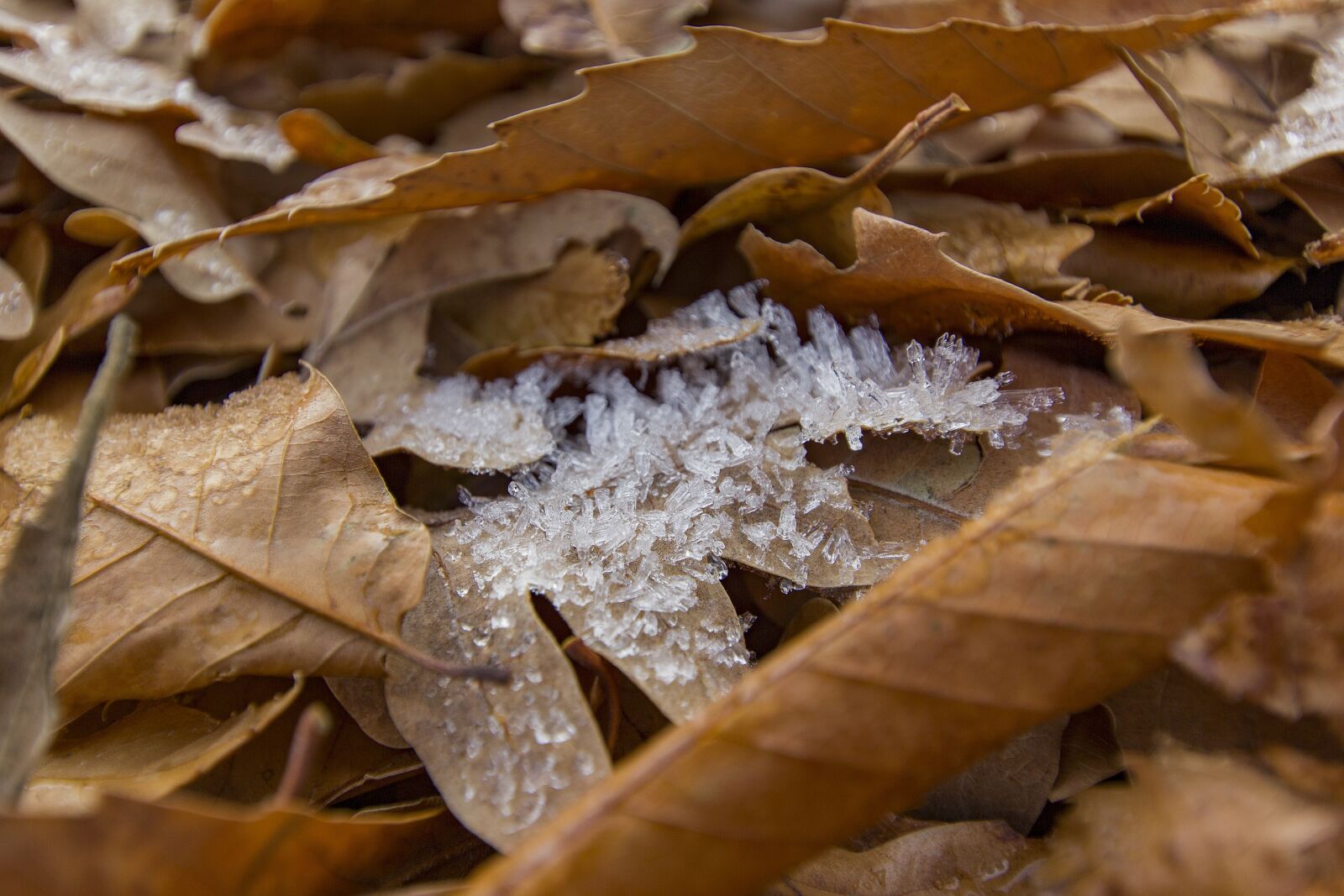 Canon EOS 550D (EOS Rebel T2i / EOS Kiss X4) sample photo. Autumn, leaves, nature photography