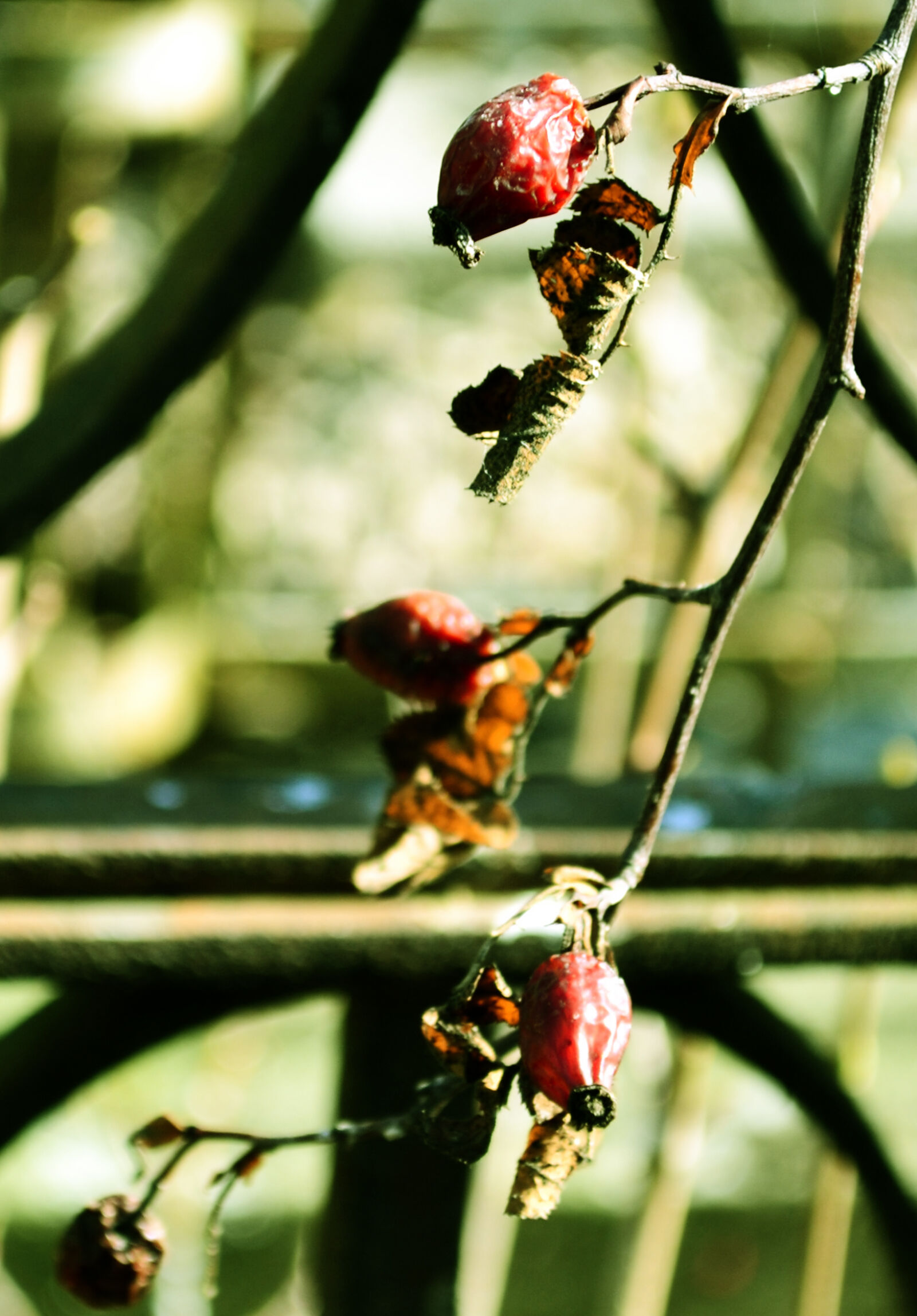 Nikon D3100 sample photo. Autumn, cemetery, dried, fruit photography