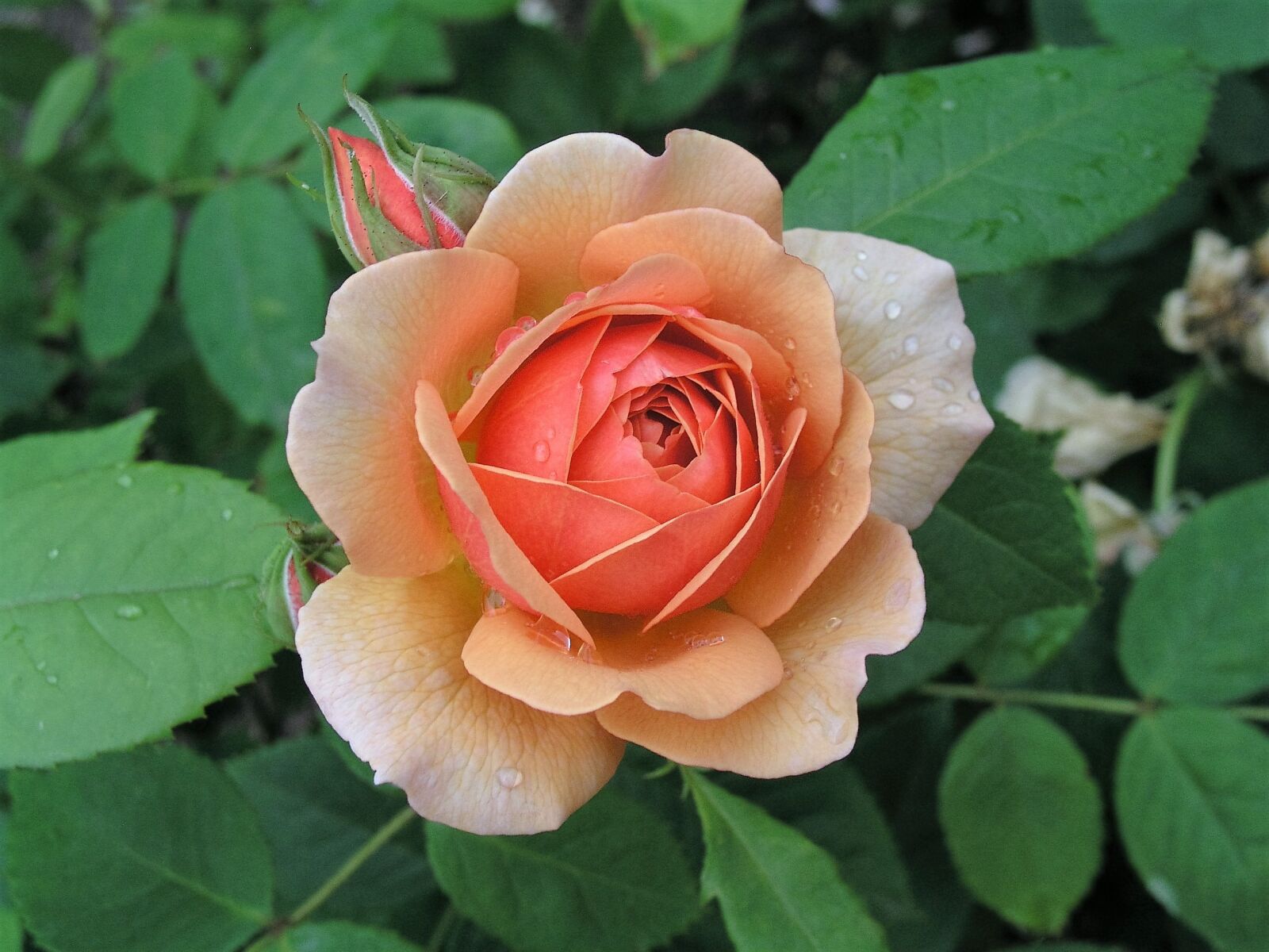 Olympus C5050Z sample photo. Flower, rose, petal photography