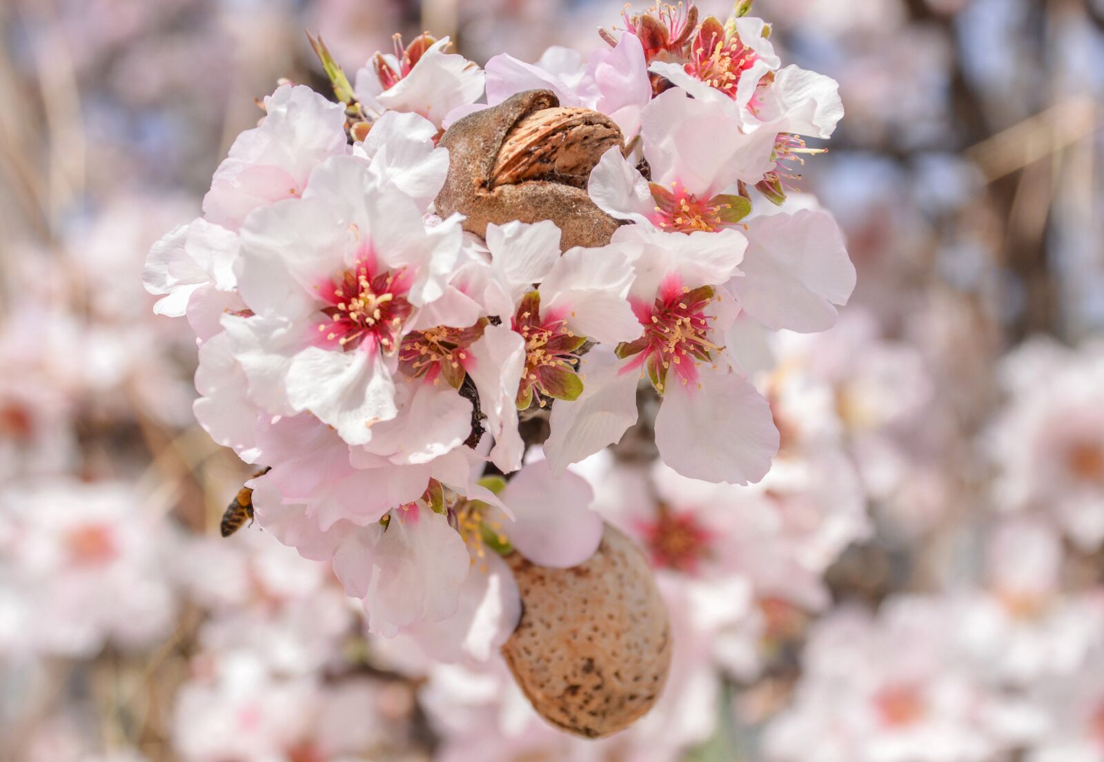 Nikon D3200 sample photo. Flower, almond, branch photography