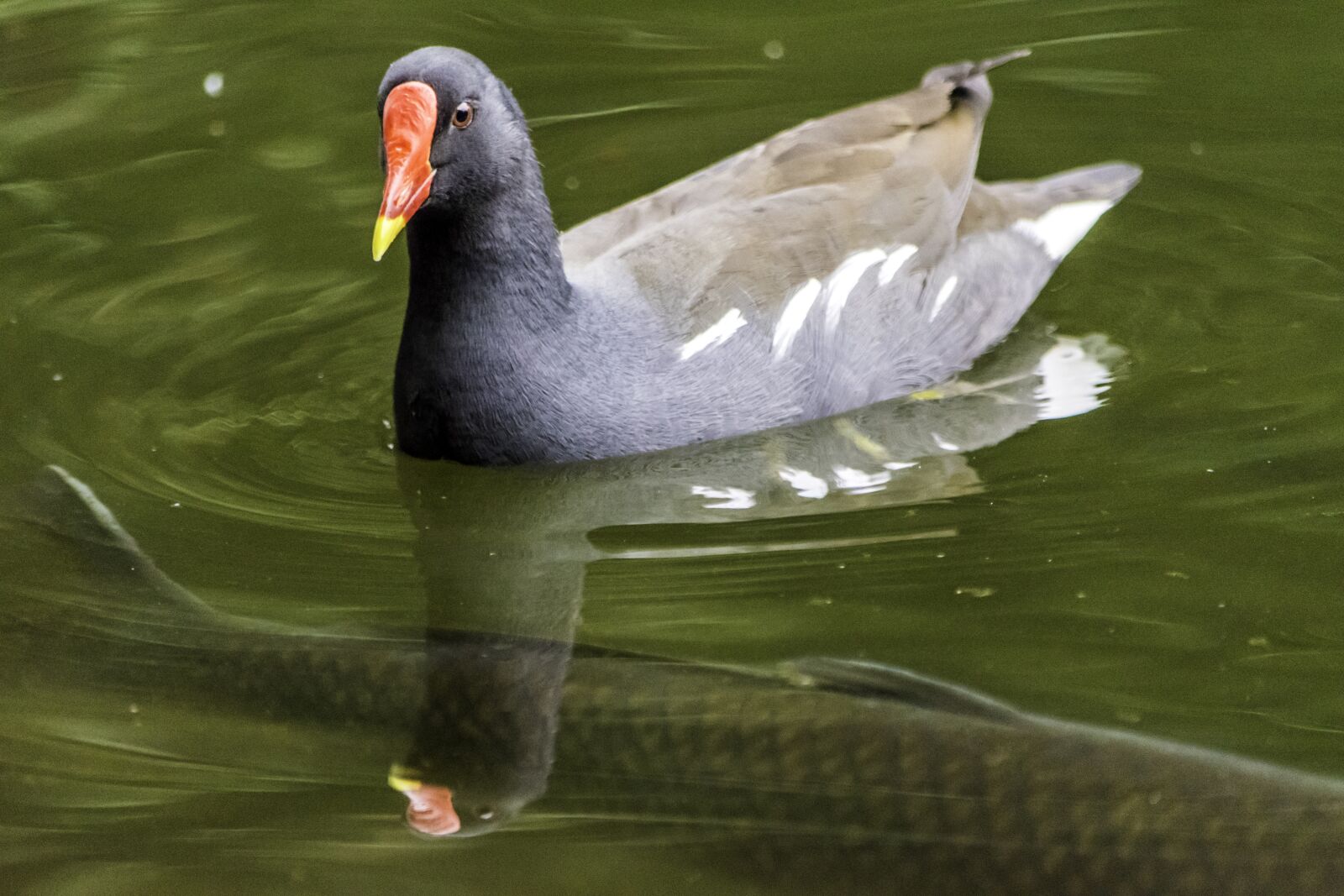 Nikon D5500 sample photo. Duck, fish, water photography