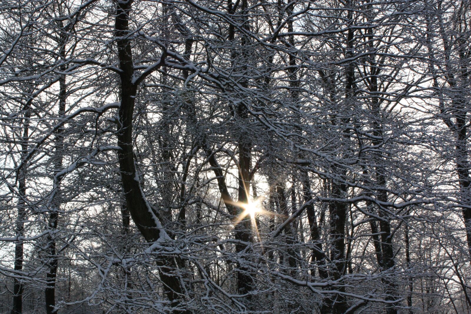 Canon EOS 450D (EOS Rebel XSi / EOS Kiss X2) sample photo. Forest, snow, frost photography