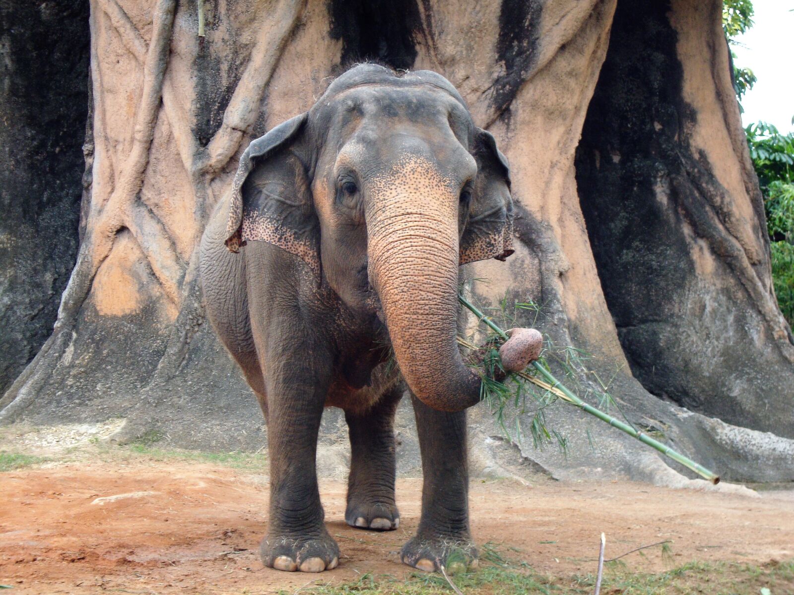 Sony Cyber-shot DSC-W220 sample photo. Nature, elephant, trunk photography