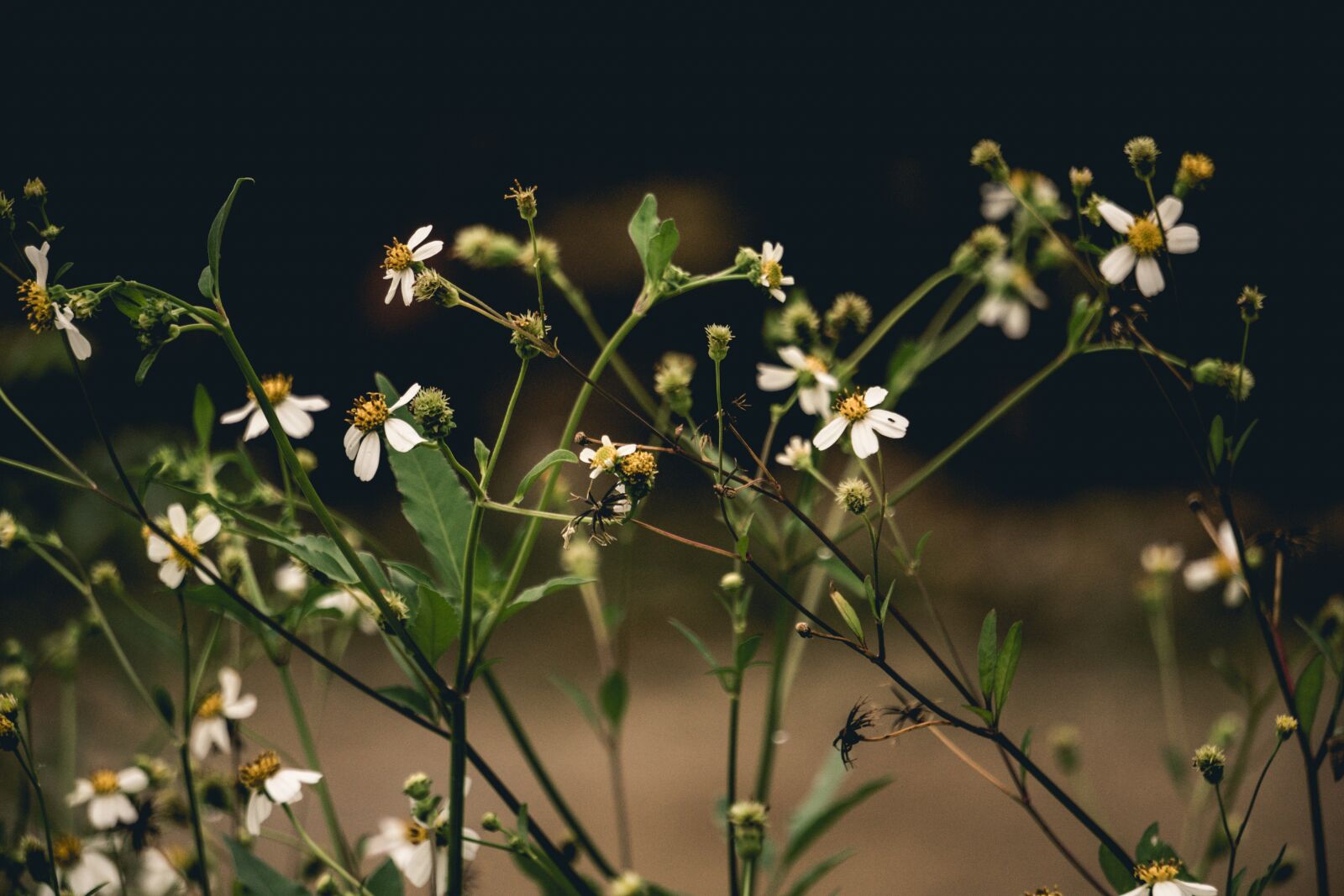 Sony E 55-210mm F4.5-6.3 OSS sample photo. Flower, flora, nature photography