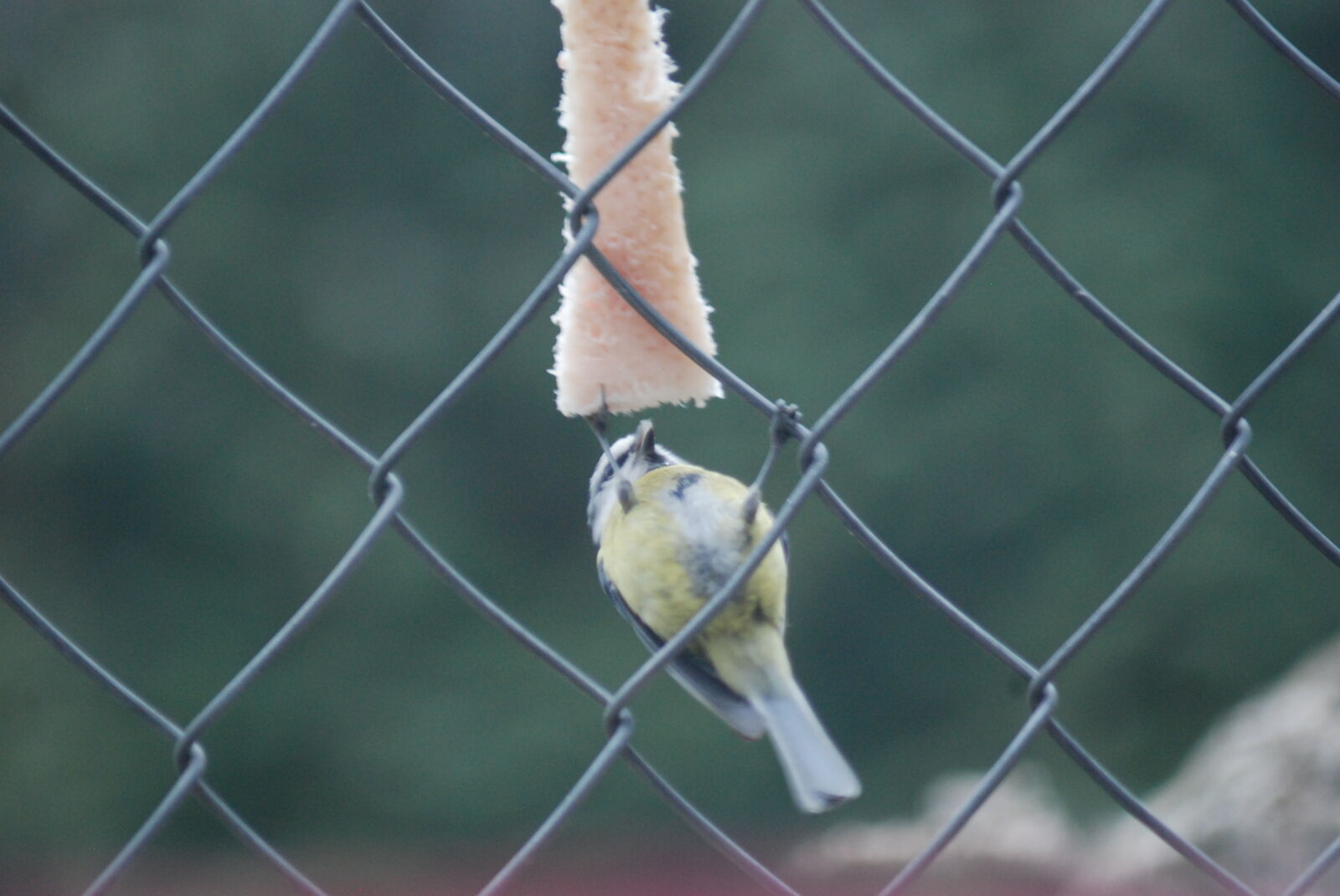 Nikon D80 sample photo
