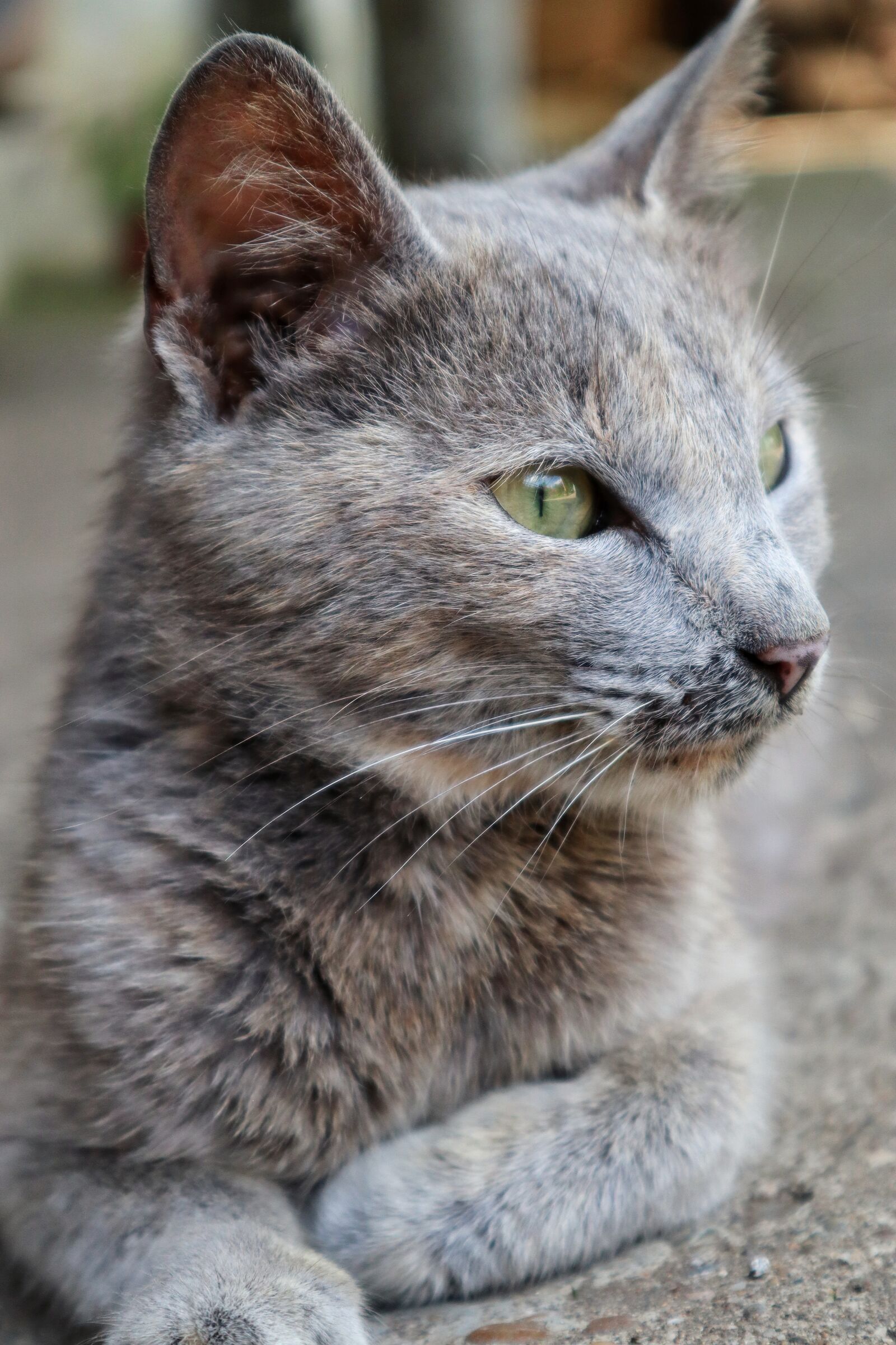 Canon EF-M 15-45mm F3.5-6.3 IS STM sample photo. Cat, kitten, feline photography