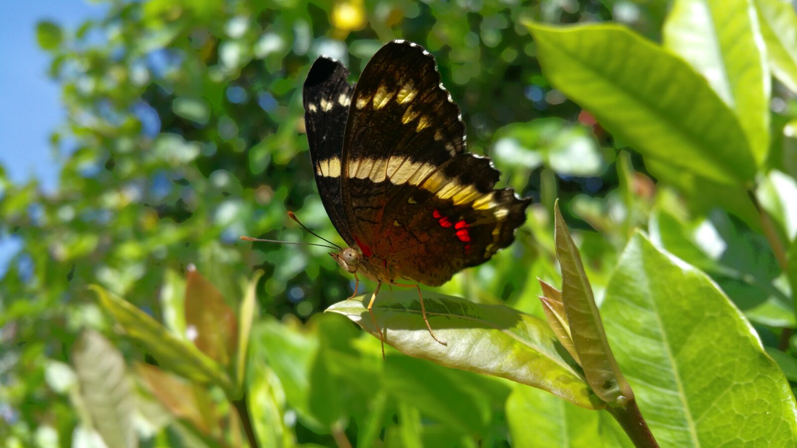 Samsung Galaxy Note4 sample photo. Butterfly, insect, wing's photography