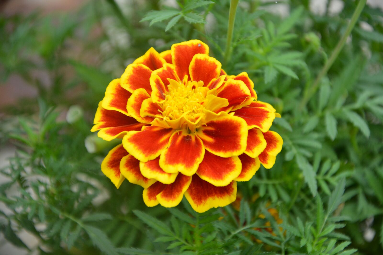 Nikon D5200 sample photo. Flowers carnation turkey, plant photography