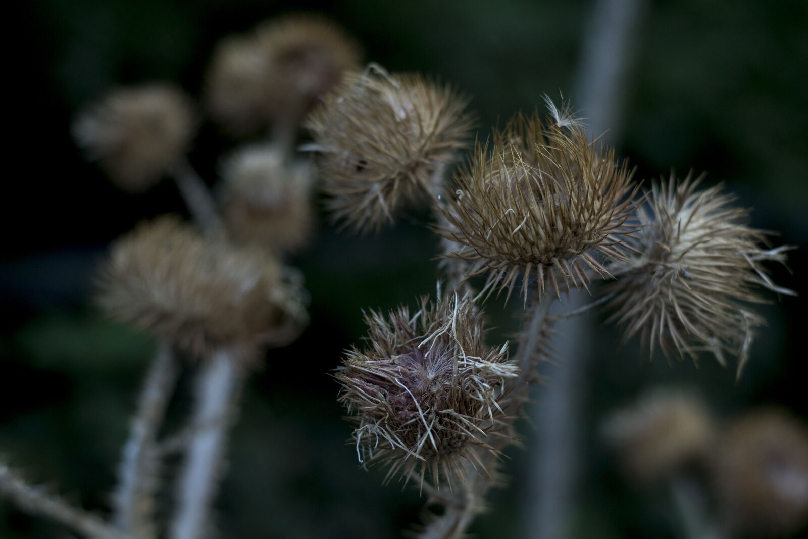 Nikon D3100 sample photo. Flower, summer, plant photography