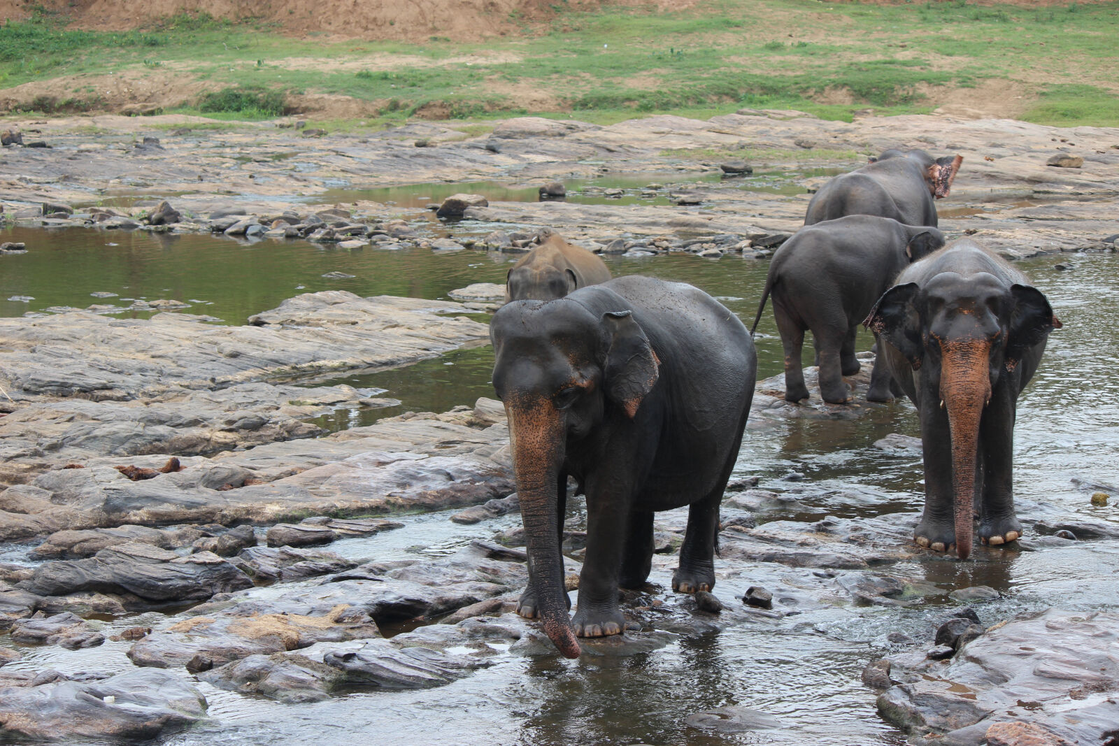 Canon EOS 600D (Rebel EOS T3i / EOS Kiss X5) + Canon EF-S 55-250mm F4-5.6 IS II sample photo. Sri, lankan, elephant photography