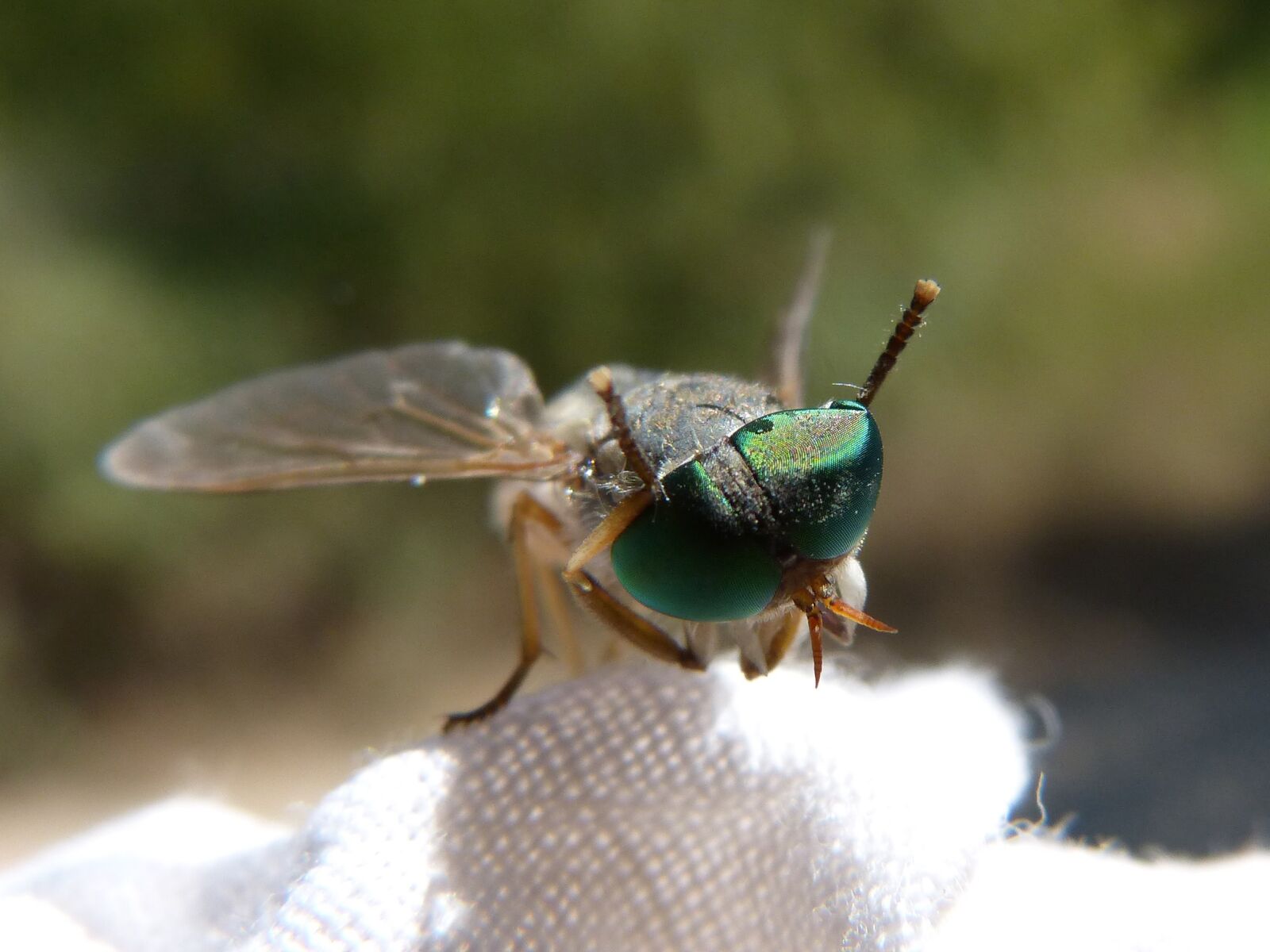 Panasonic DMC-FZ62 sample photo. Horsefly, eyes compounds, green photography