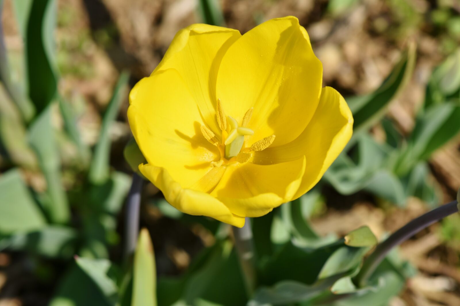 Nikon D7200 sample photo. Tulip, tulpenbluete, blossomed photography