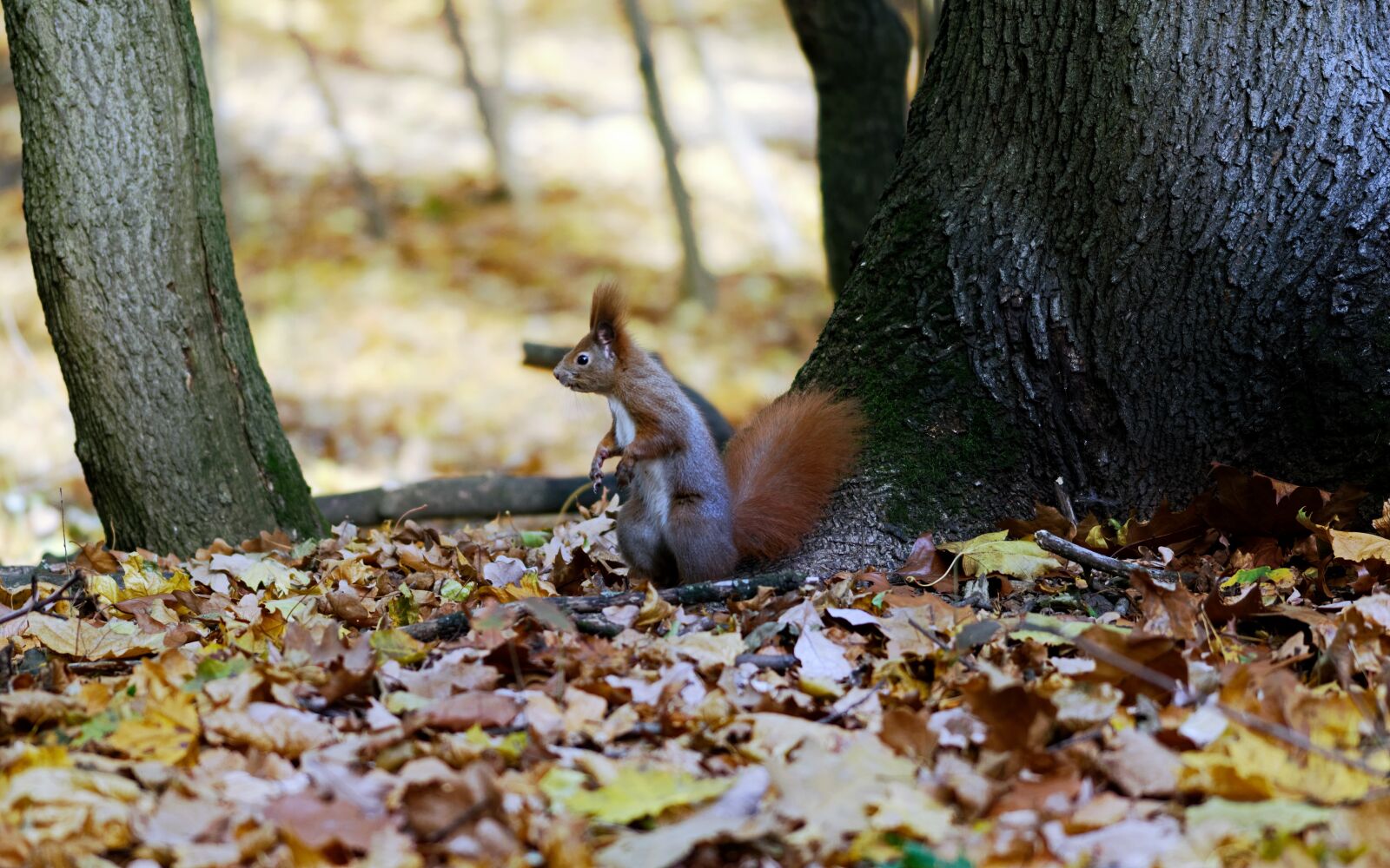 Nikon D5100 sample photo. Squirrel, pet, fur photography