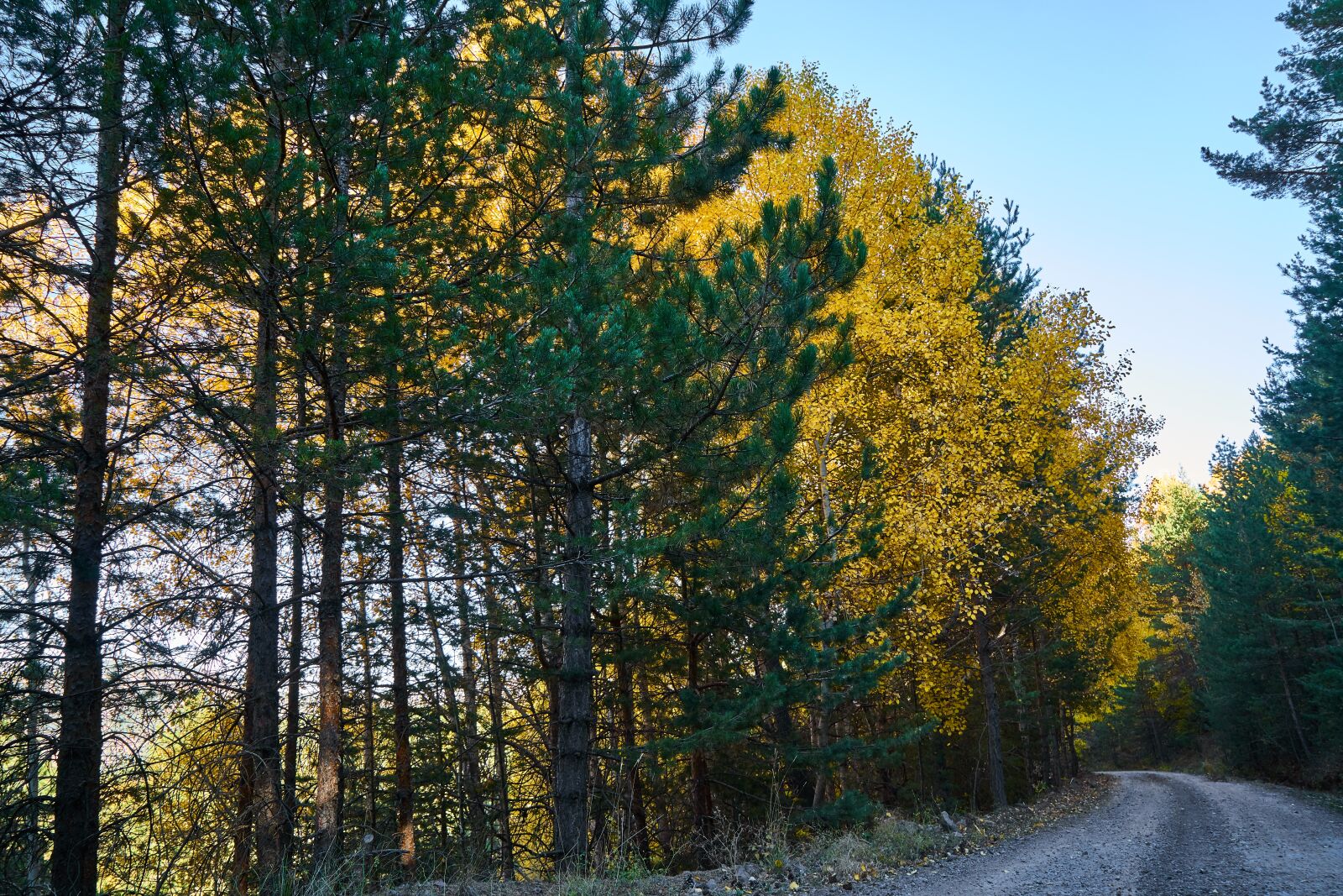 Sony a7R II sample photo. Mountains, trees, autumn photography