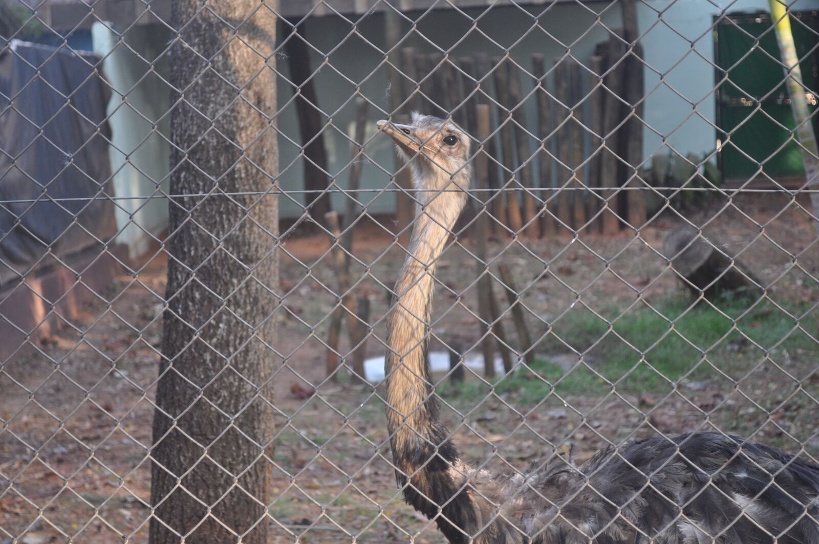 Nikon D5000 sample photo. Ema, bird in the photography
