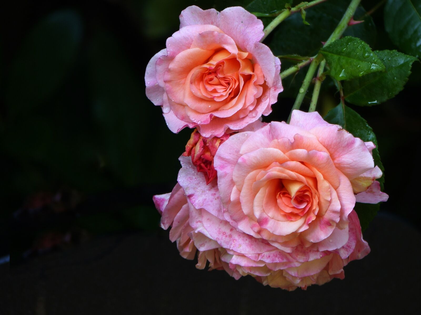 Panasonic Lumix DMC-FZ200 sample photo. Rose, flower, blossom photography