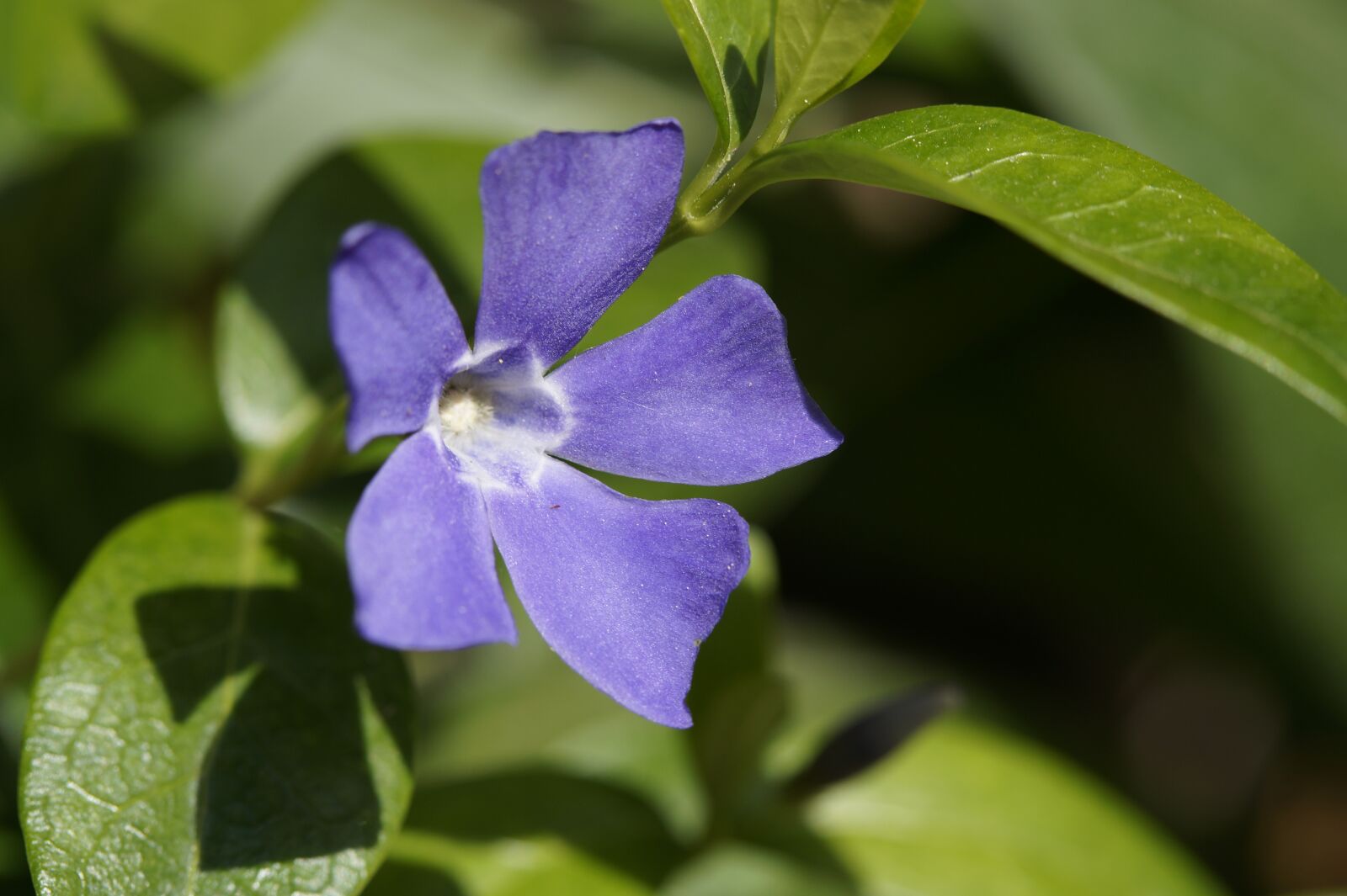 Sony SLT-A58 sample photo. Flower, purple, star photography
