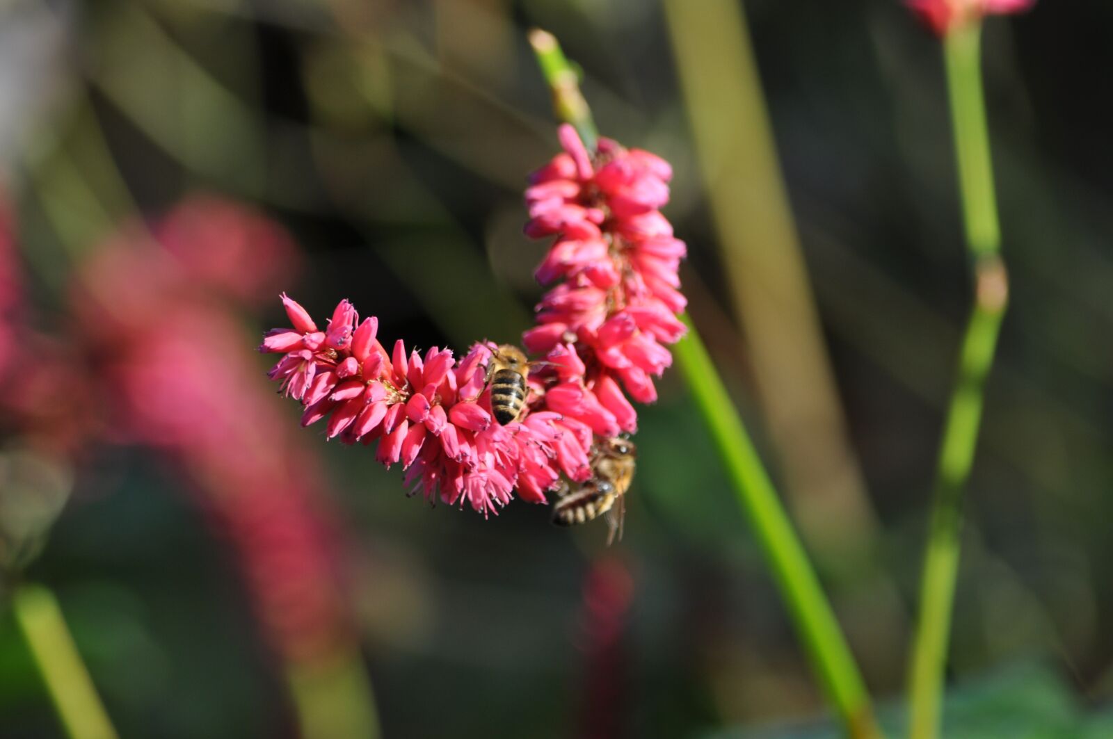 Nikon D5000 sample photo. Nature, plant, flower photography