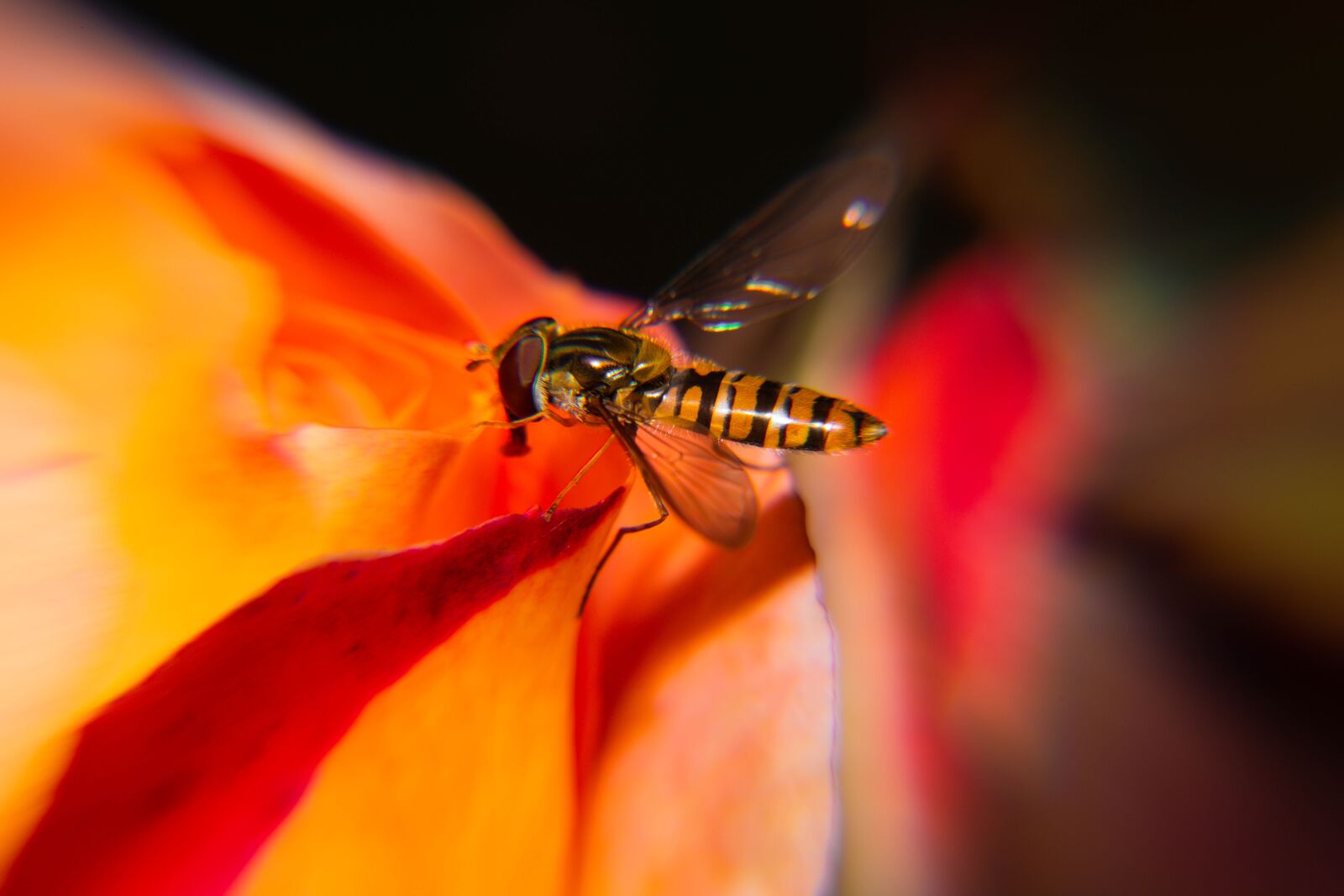 Nikon D850 sample photo. Biology, fly, animal photography
