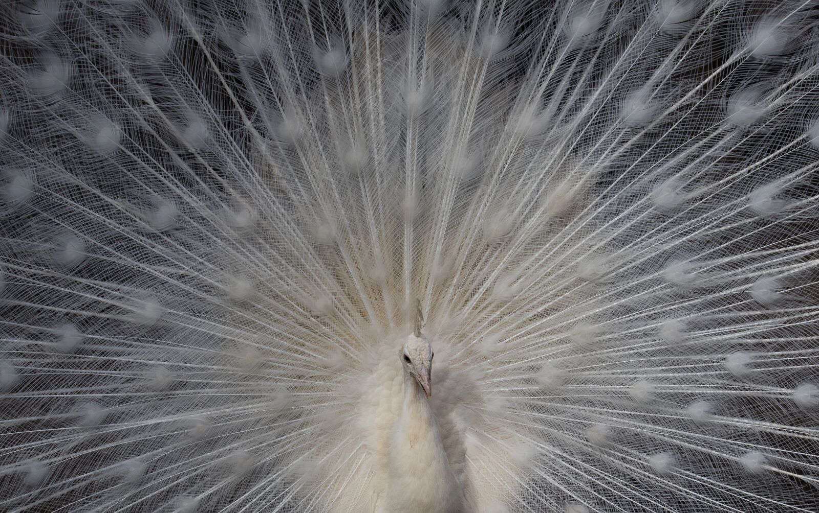 Canon EF-S 55-250mm F4-5.6 IS STM sample photo. Peacock, bird, animal photography
