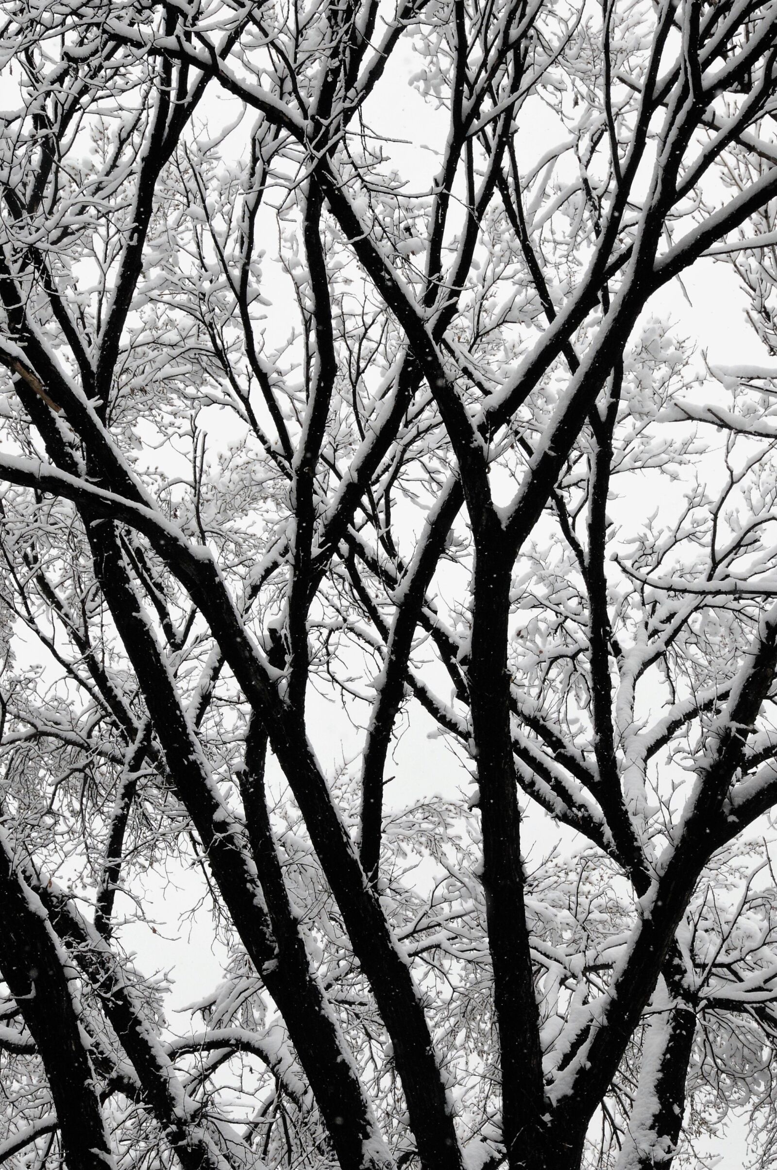 Nikon D300 sample photo. Trees, winter, winter trees photography