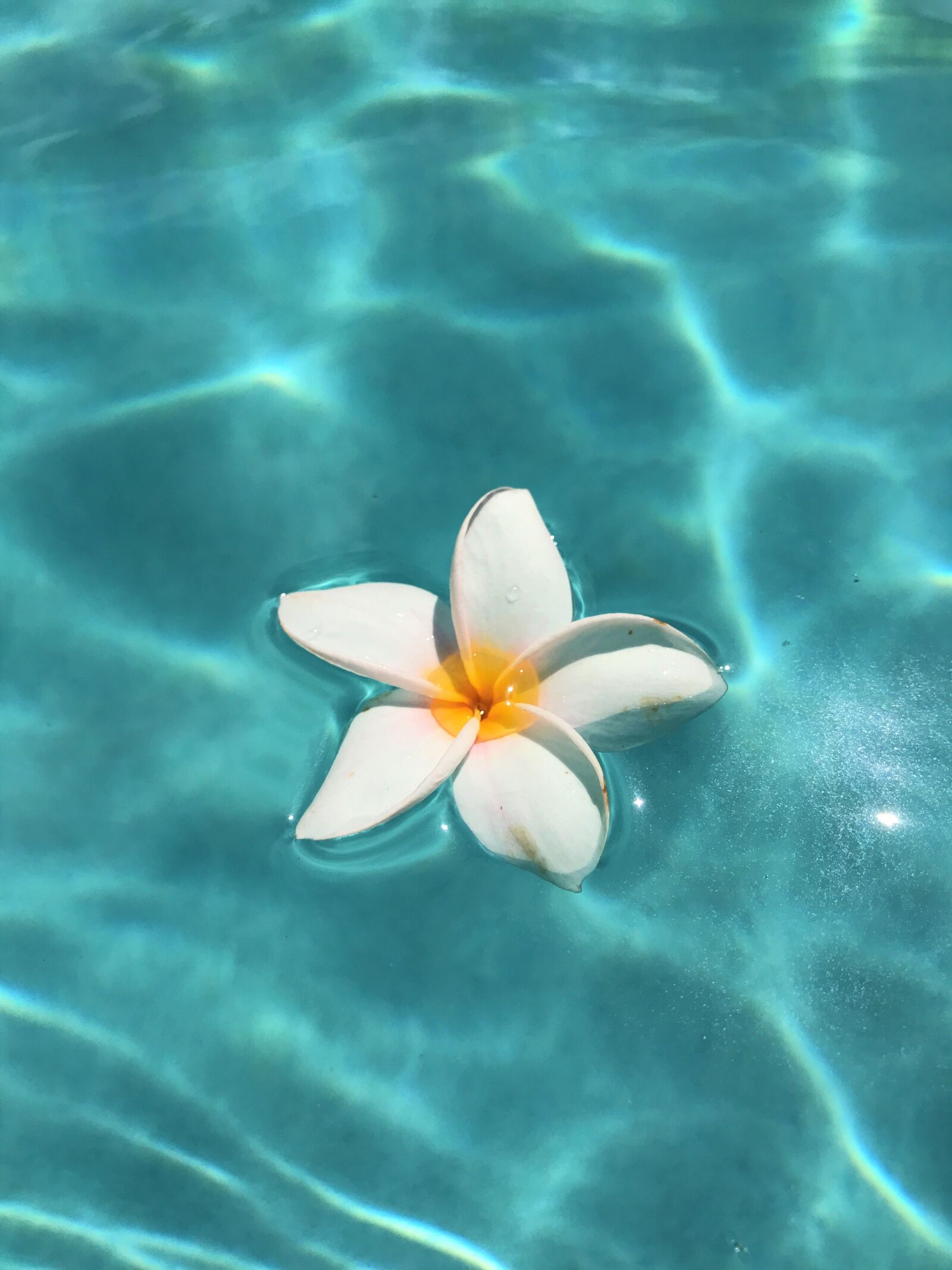 Apple iPhone 7 sample photo. Pool, flowers, tropical photography