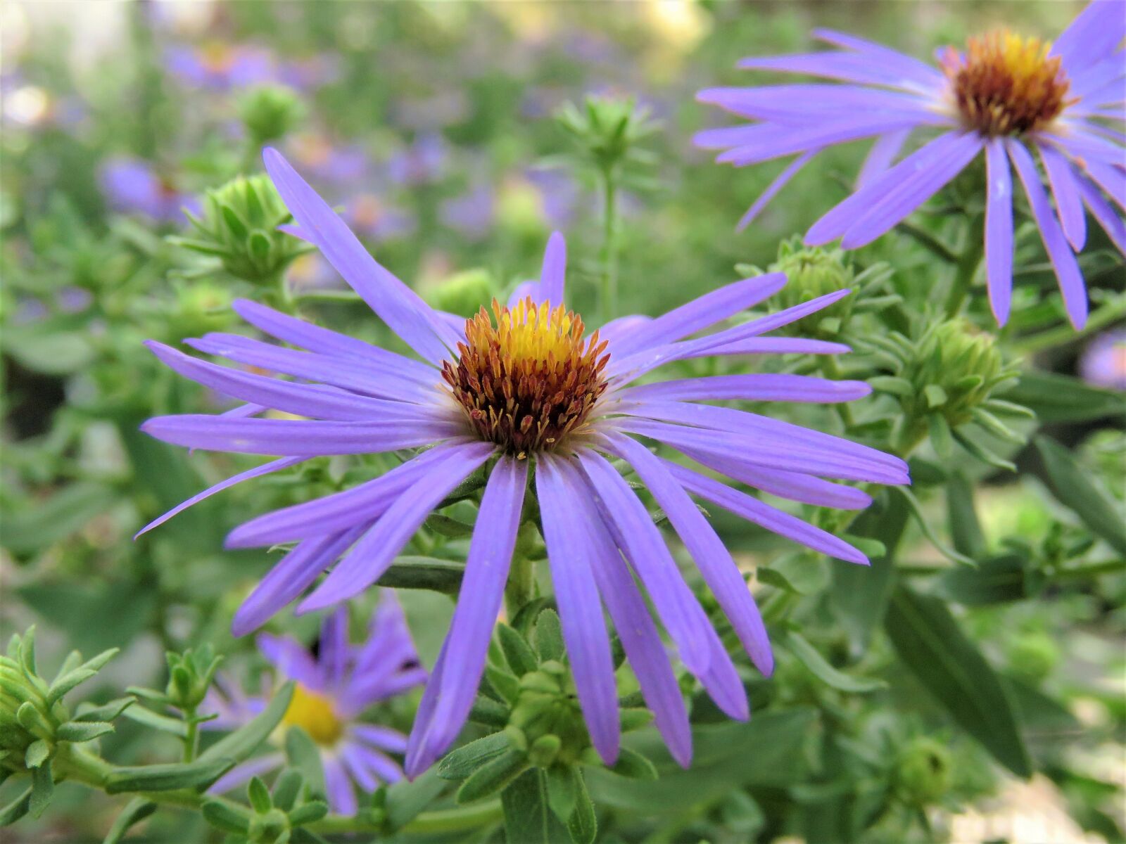 Canon PowerShot SX60 HS sample photo. Flower, blue, gold photography