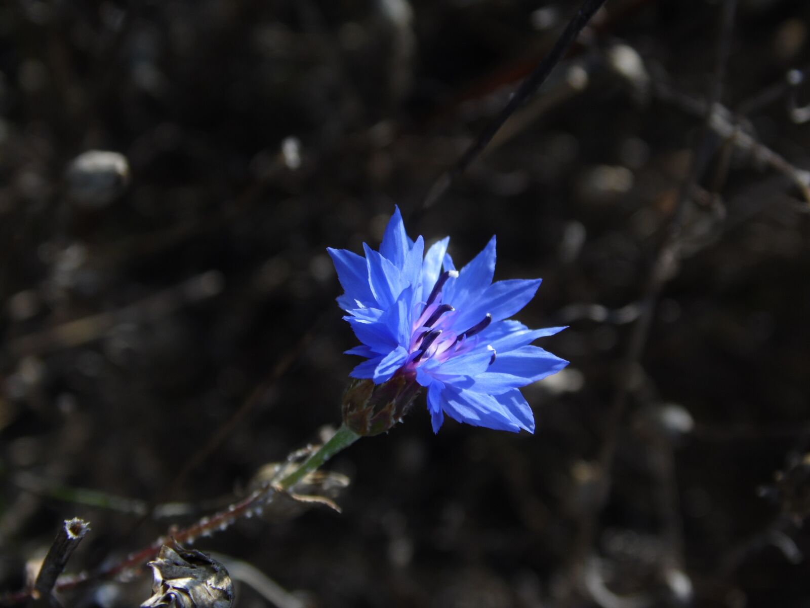 Samsung WB100/  WB101 sample photo. Blossom, bloom, garden photography