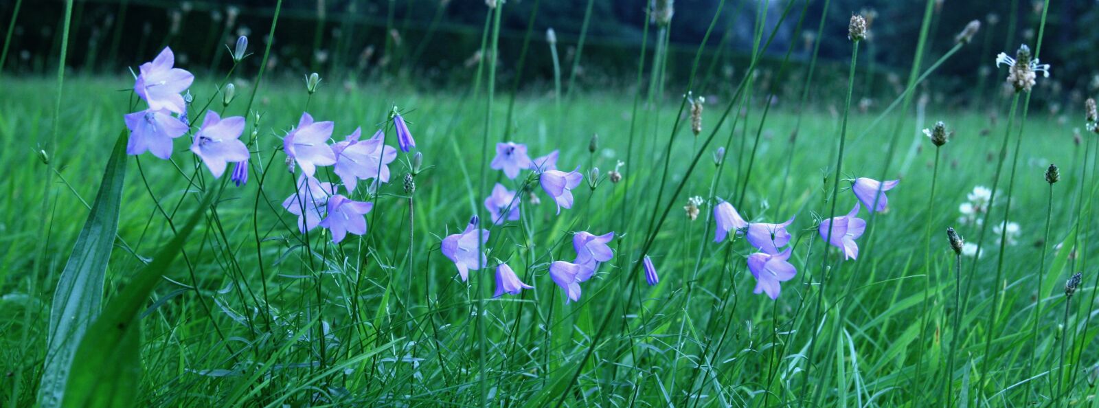 Canon EOS 400D (EOS Digital Rebel XTi / EOS Kiss Digital X) sample photo. Meadow, blue, bluebells photography