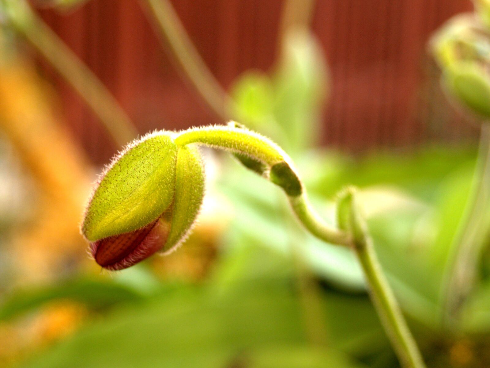 Olympus E-300 (EVOLT E-300) sample photo. Orchid, flower, bright photography