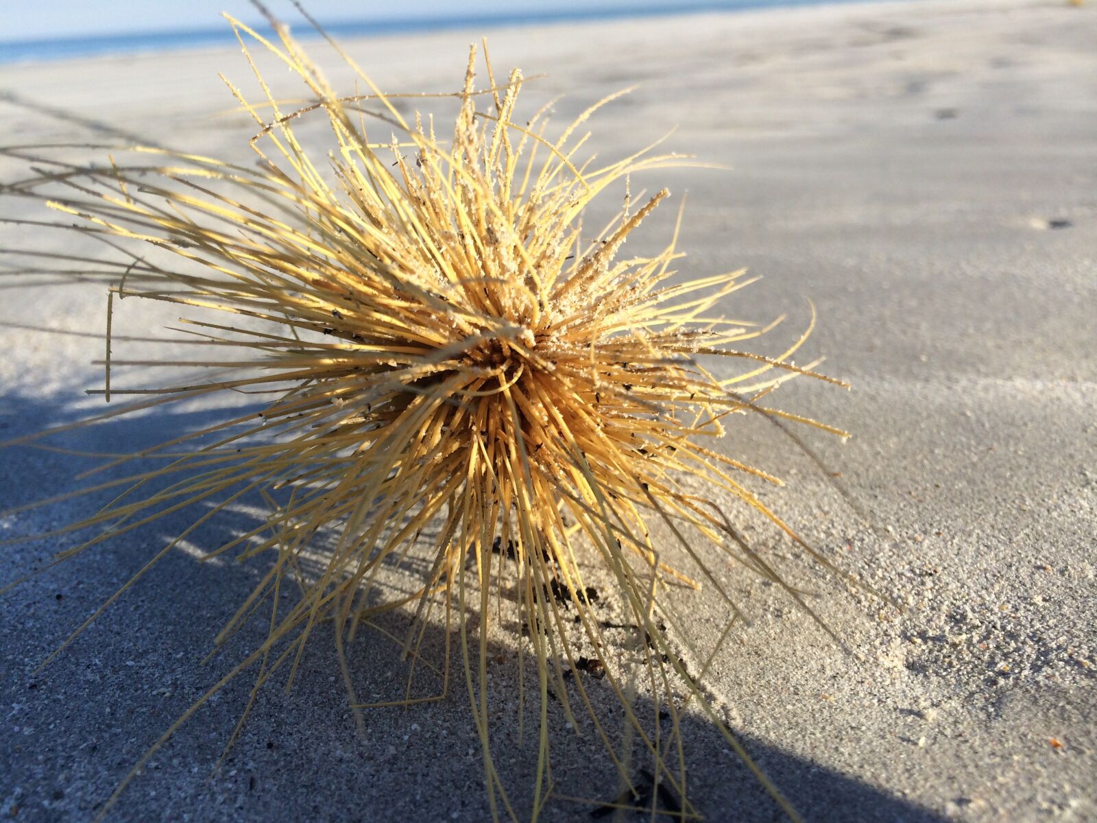 iPhone 5s back camera 4.12mm f/2.2 sample photo. Tumble weed, sand, beach photography