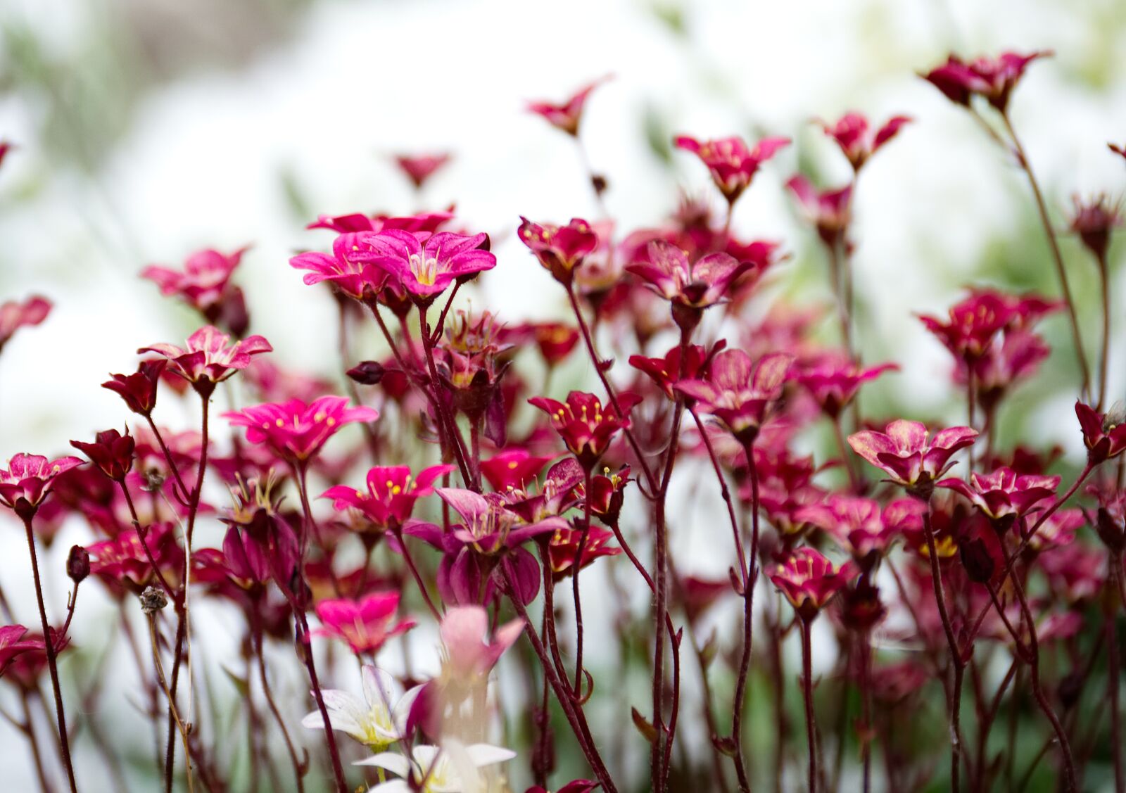 Nikon D3100 sample photo. Flower, red, blossom photography