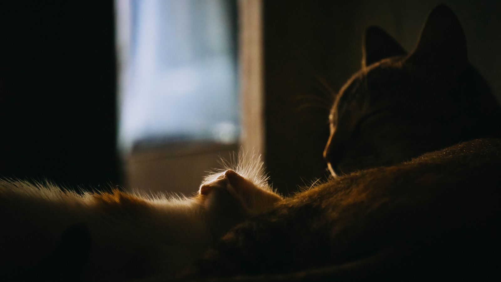 Sony E 55-210mm F4.5-6.3 OSS sample photo. Cats, kitten, pet photography