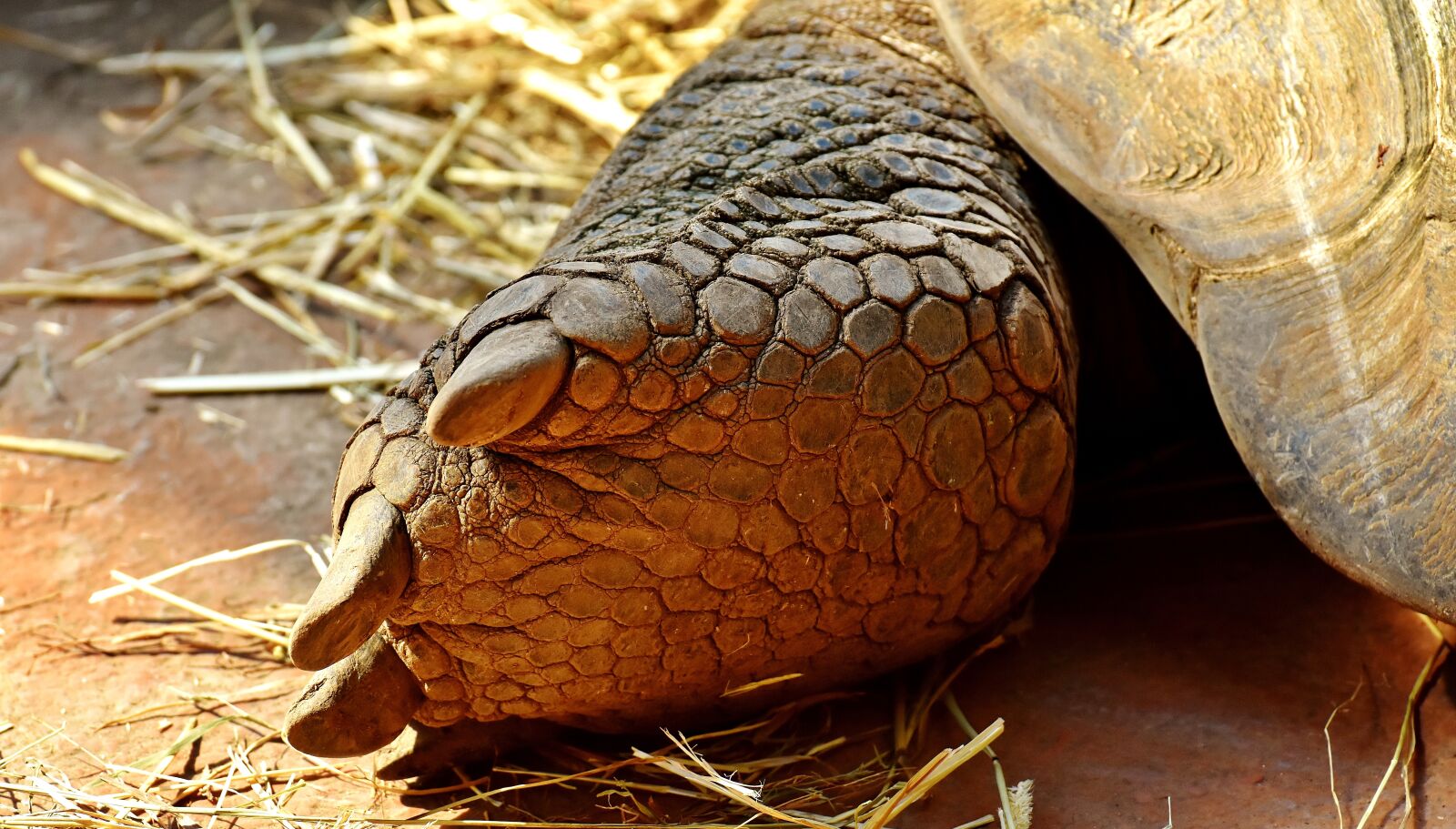 Nikon D7200 sample photo. Giant tortoise, foot, rear photography