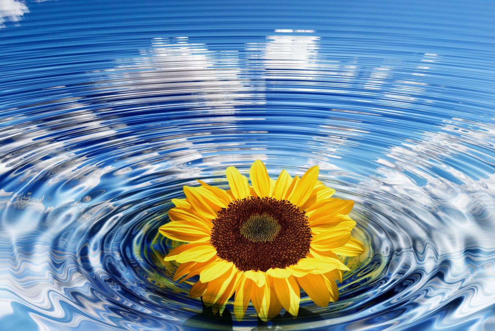 Nikon D60 sample photo. Wave, sunflower, concentric photography