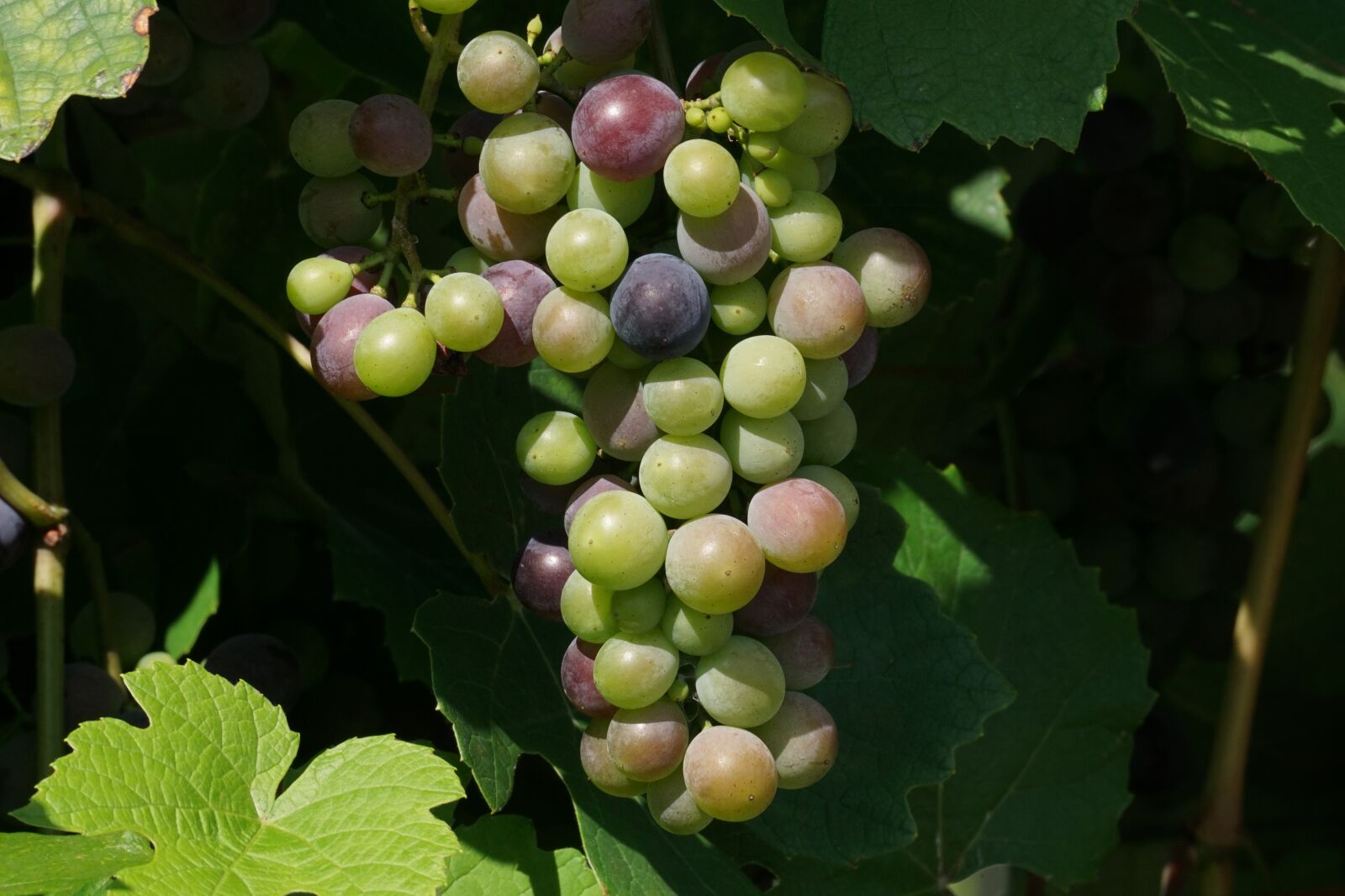 Sony DT 55-300mm F4.5-5.6 SAM sample photo. Grapes, fruits, grapevine photography