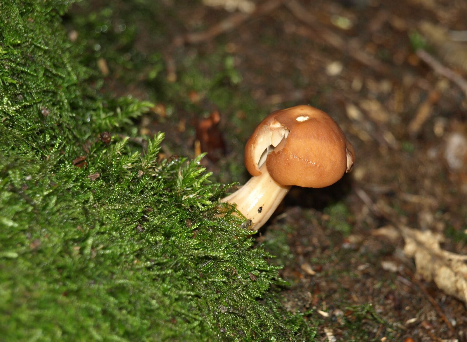 Olympus E-510 (EVOLT E-510) sample photo. Mushroom, forest mushroom, forest photography