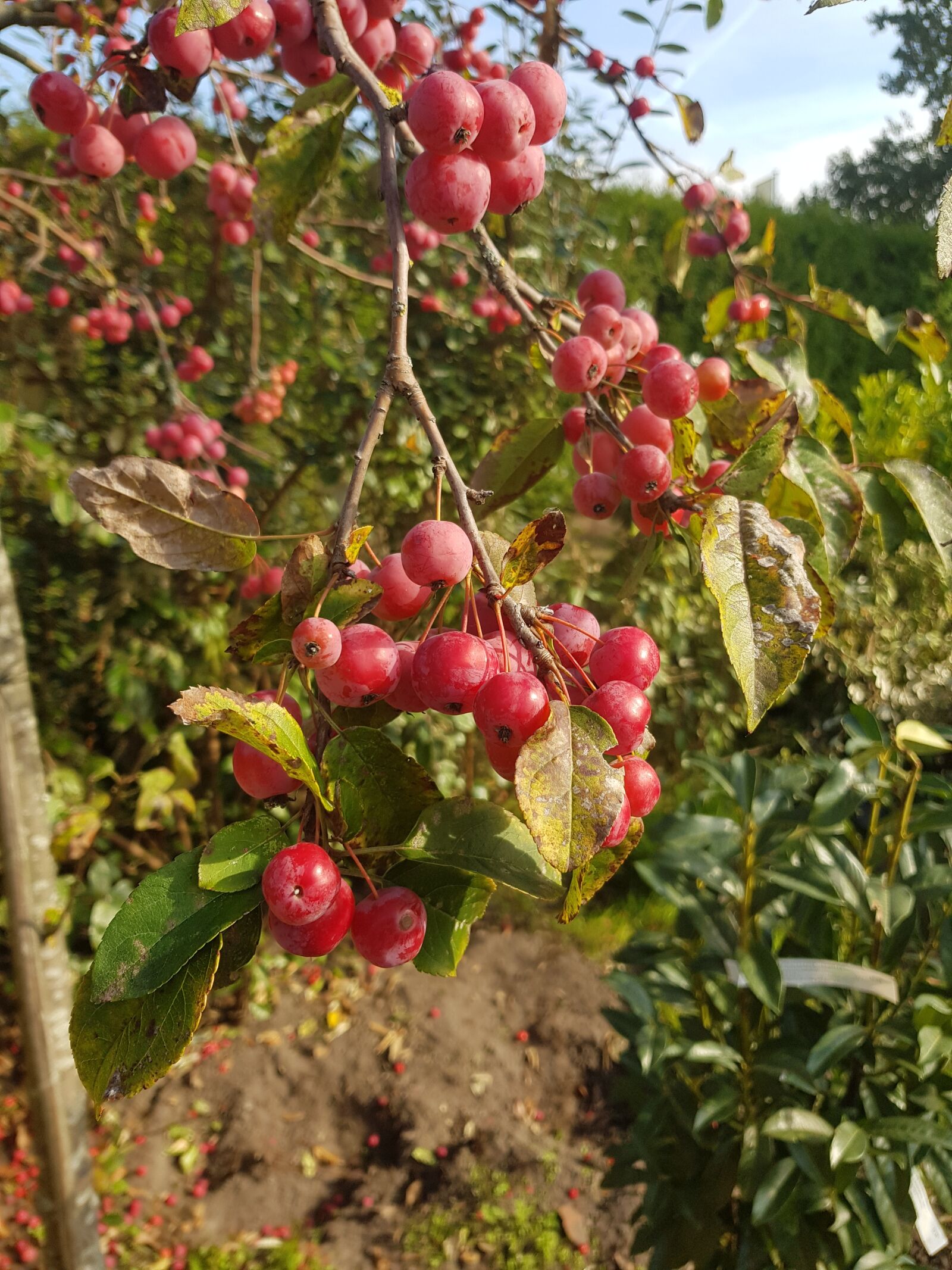Samsung Galaxy S8 sample photo. Fruity, red fruit, herfstbloeier photography