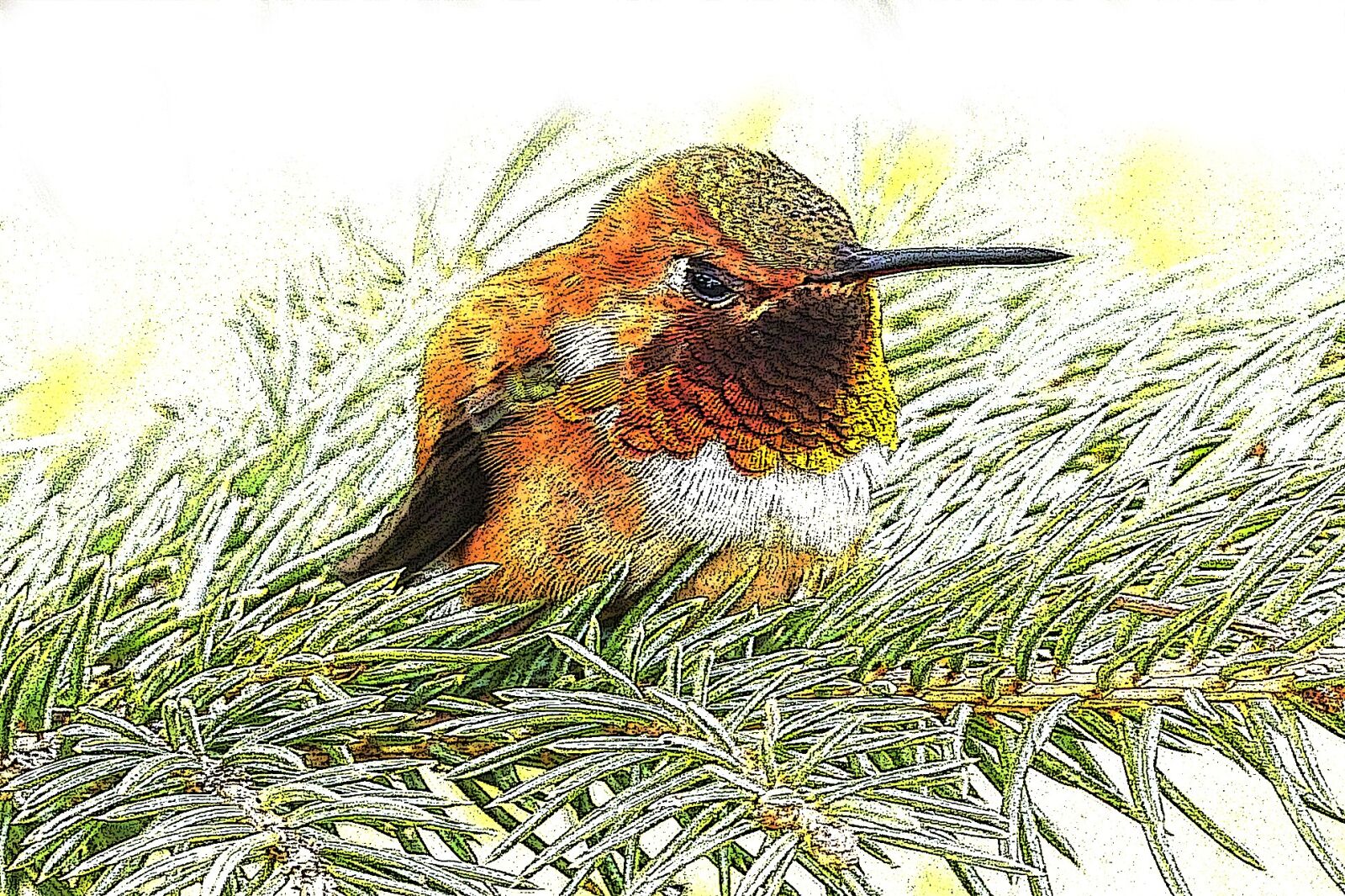 Panasonic Lumix DMC-FZ200 sample photo. Hummingbird, drawing, little bird photography
