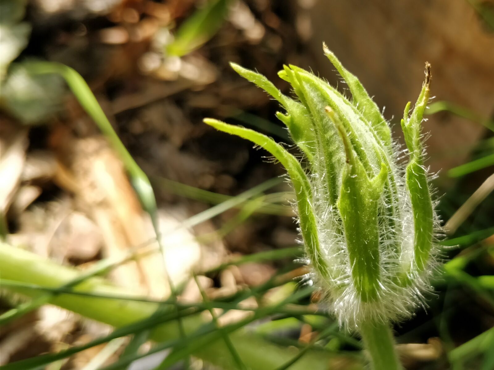 OnePlus 5 sample photo. Gourd, bud, fuzzy photography