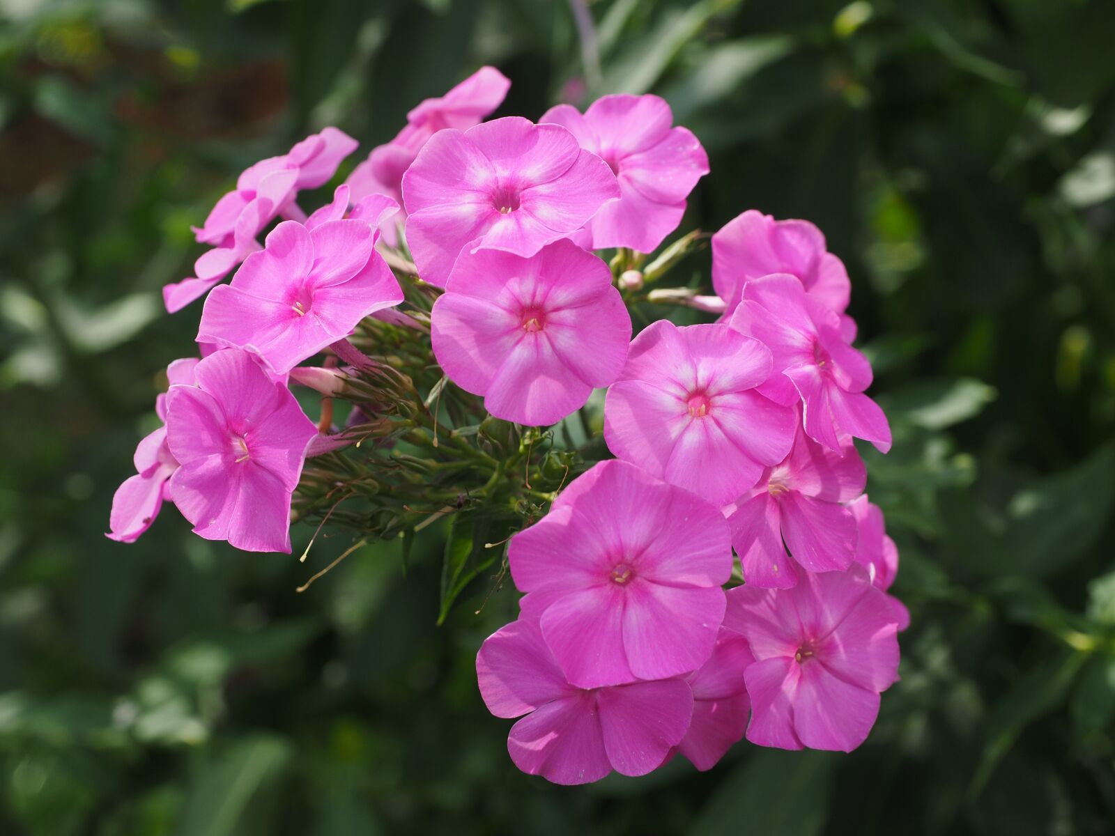 Olympus OM-D E-M1 + Olympus M.Zuiko Digital ED 12-40mm F2.8 Pro sample photo. Phlox, lock-up herb plants photography
