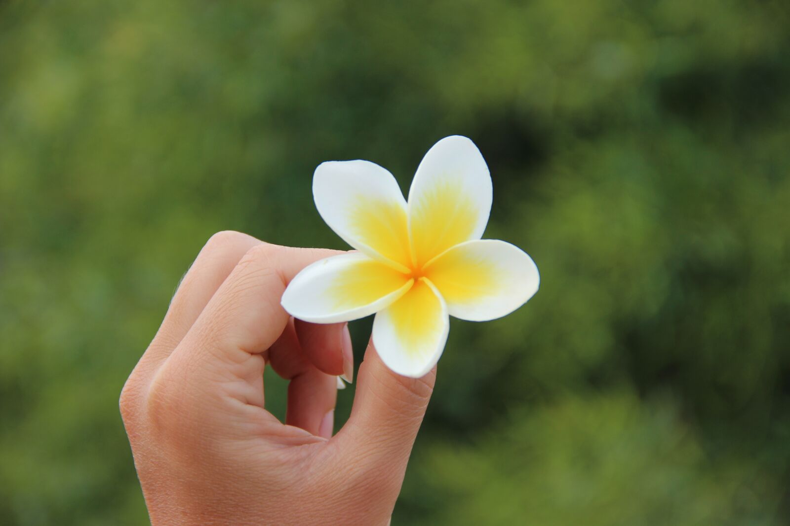 Canon EOS 600D (Rebel EOS T3i / EOS Kiss X5) sample photo. Frangipani, flower, scent photography