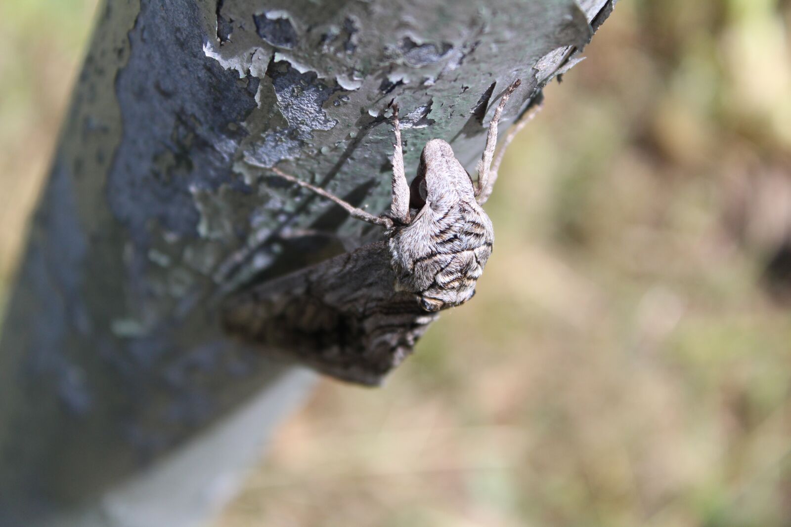 Canon EOS 1300D (EOS Rebel T6 / EOS Kiss X80) + Canon EF-S 18-55mm F3.5-5.6 IS II sample photo. Moth, pole, metal photography