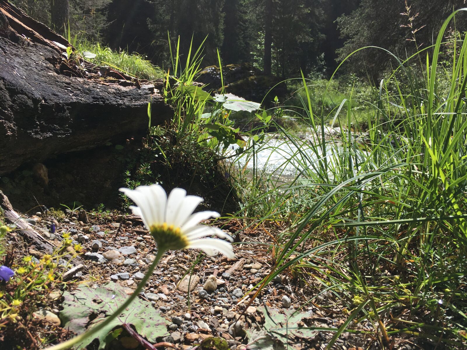 iPhone SE back camera 4.15mm f/2.2 sample photo. Flower, forrest, grass, rocks photography