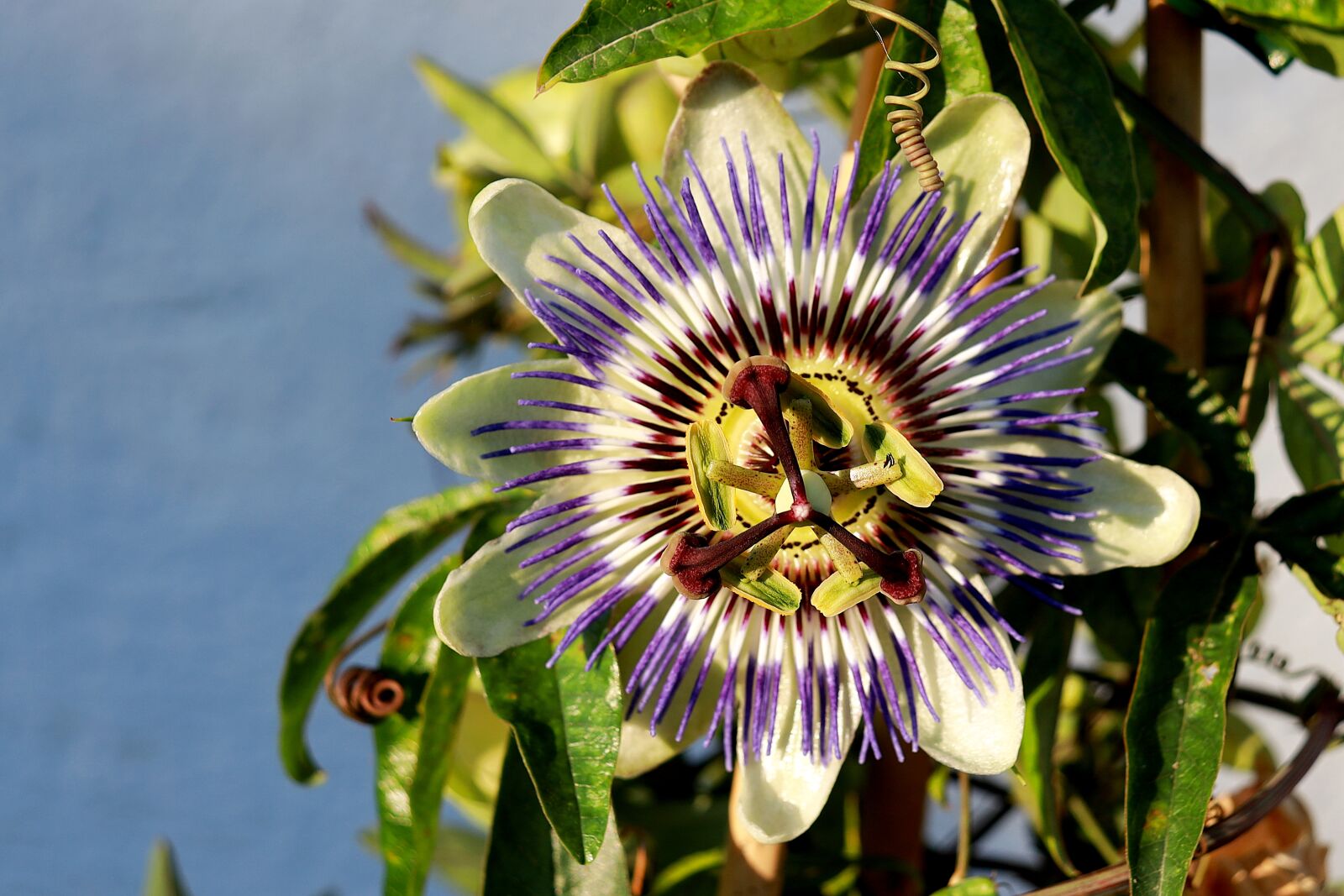 Canon EOS R sample photo. Climber plant, passion flower photography