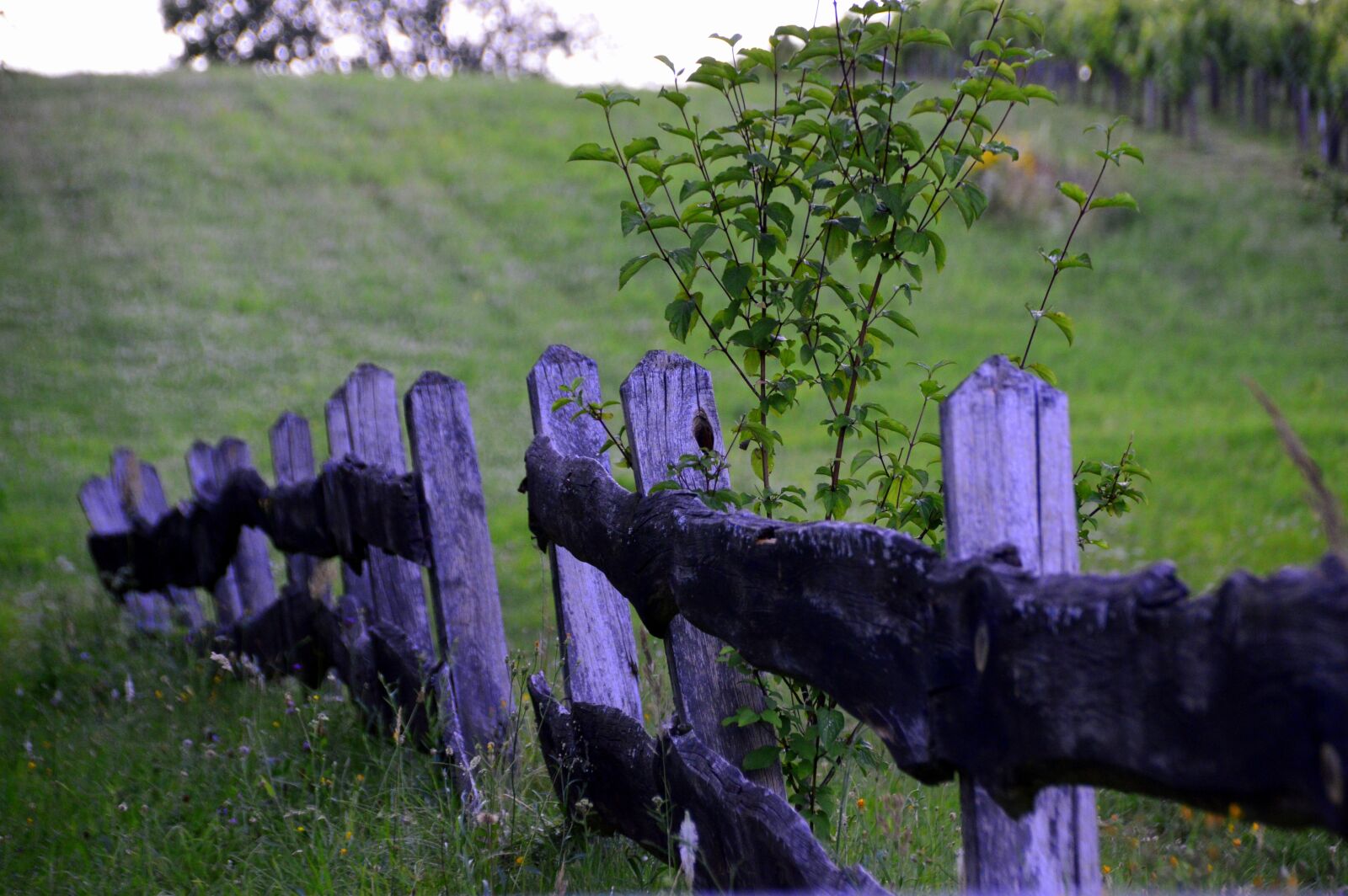 Nikon D3200 sample photo. Grass, green, haufen photography