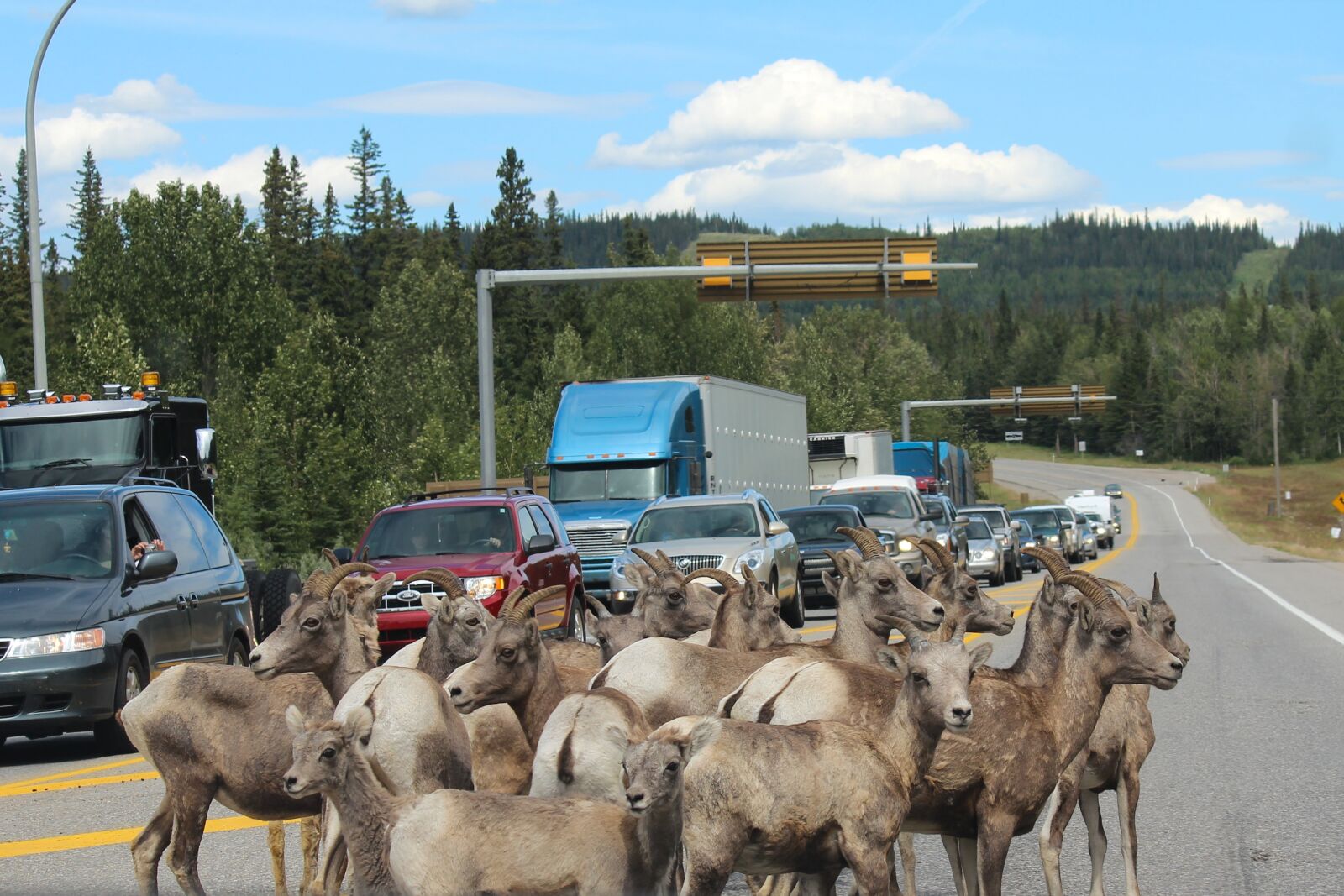 Canon EOS 600D (Rebel EOS T3i / EOS Kiss X5) + Canon EF-S 55-250mm F4-5.6 IS sample photo. Mountain goat, roadblock, jasper photography