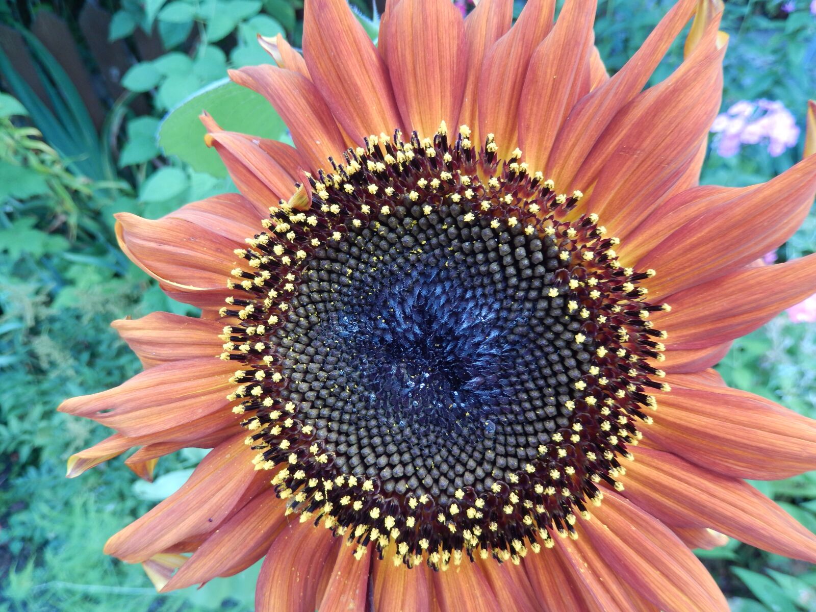 Nikon Coolpix S9500 sample photo. Sunflower, flower, one photography